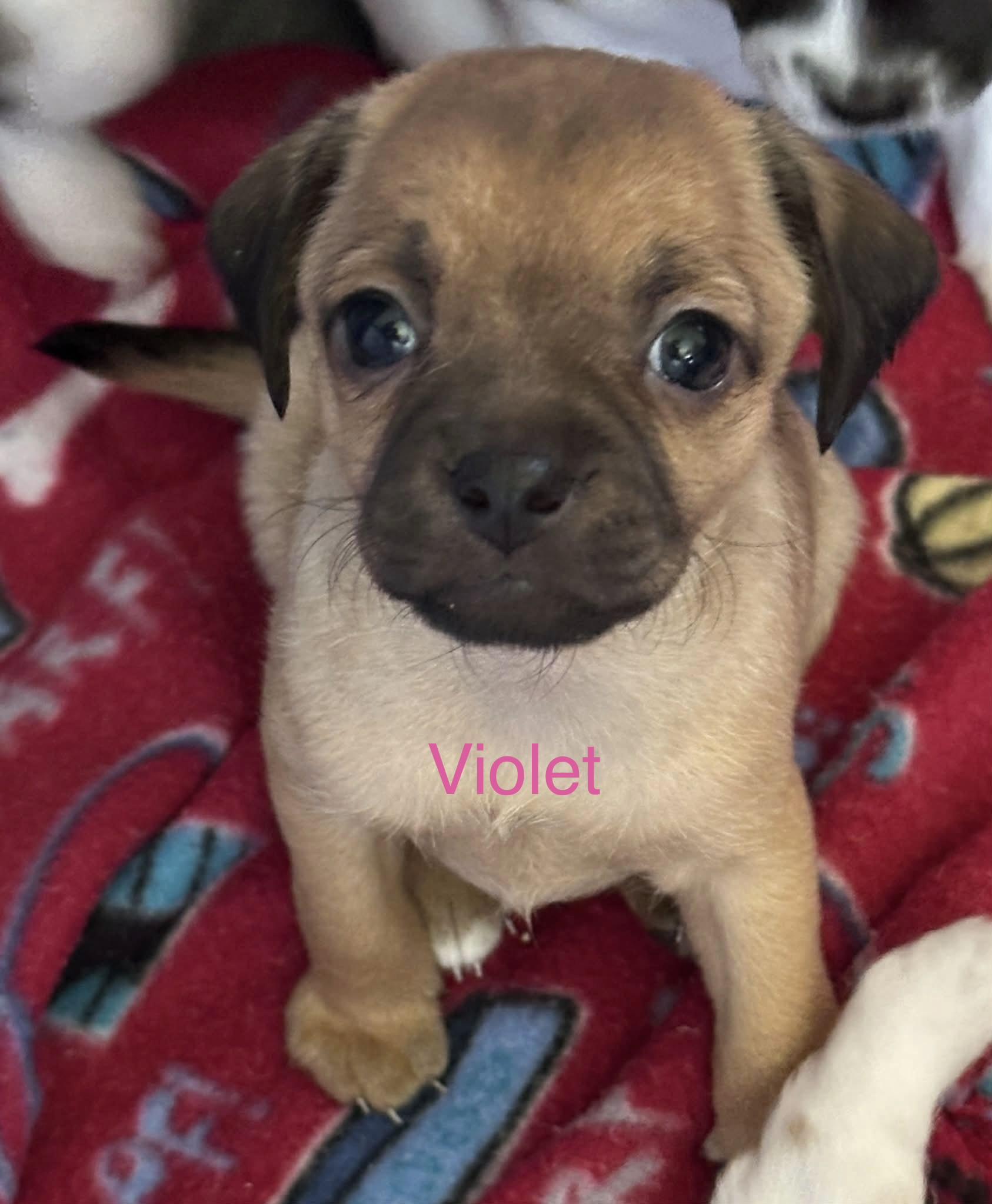 Violet, ADOPTABLE, Puppy Female Chihuahua.