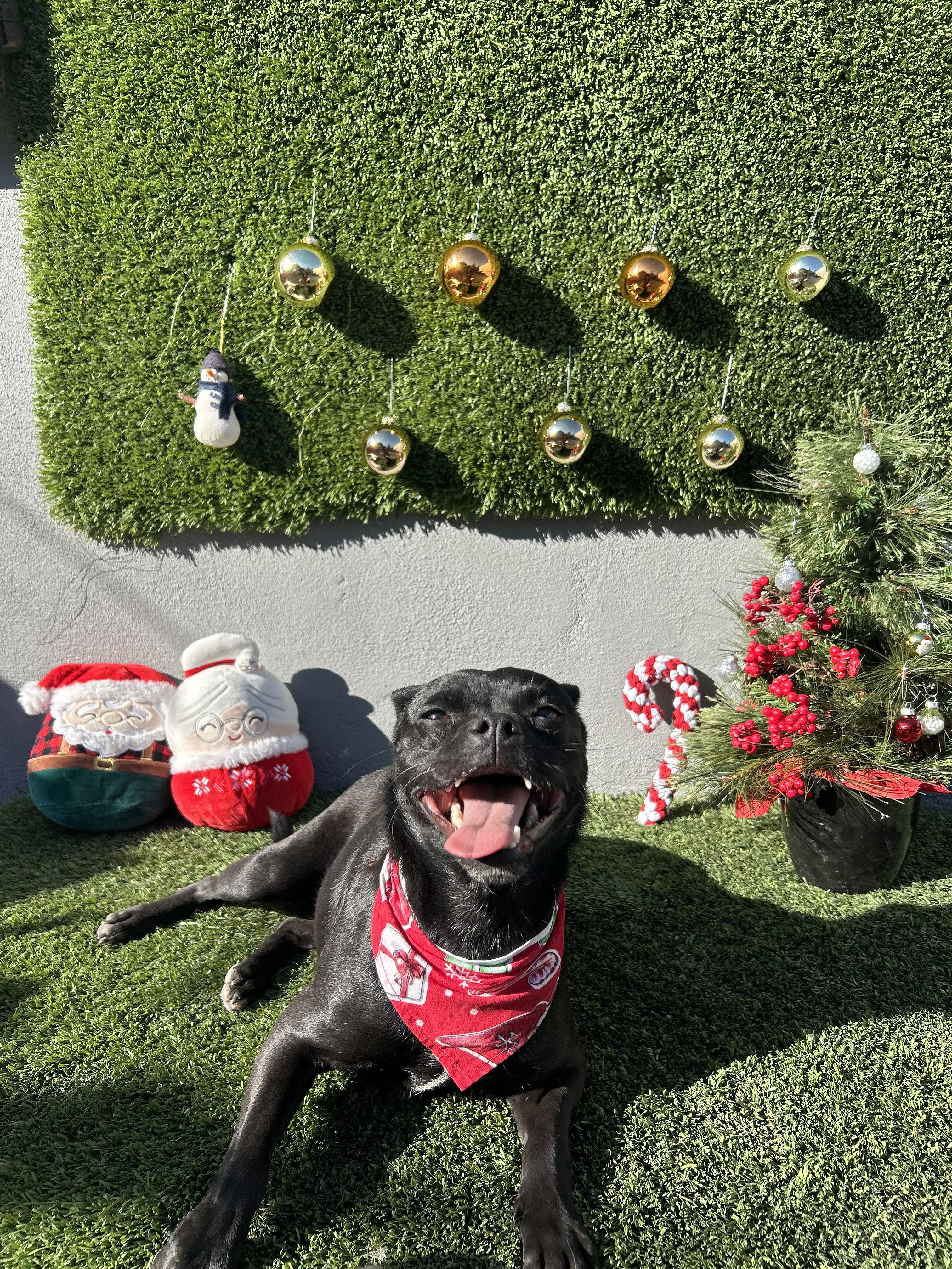 Enlarge Arya, an adopted mixed breed in Tijuana, BCN image 1/2