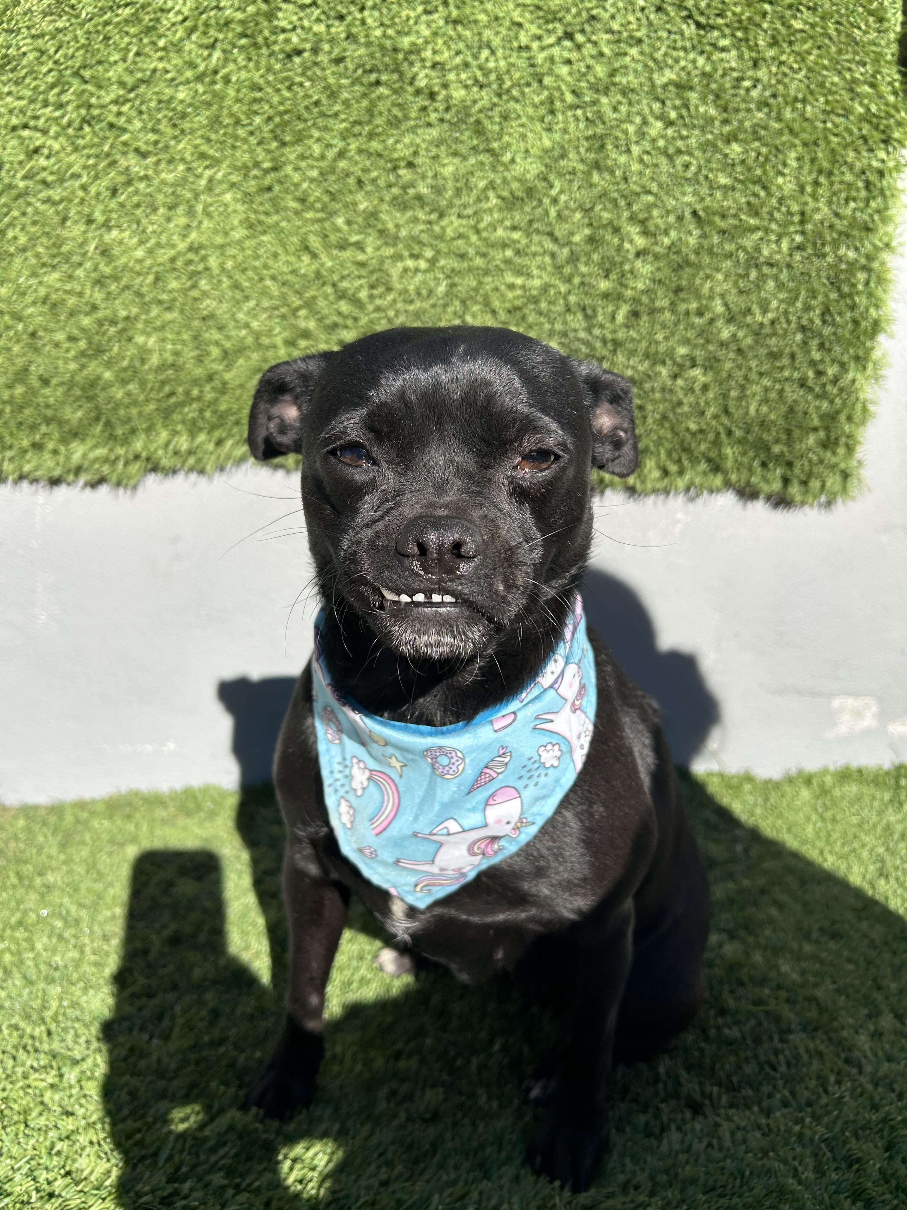 Enlarge Arya, an adopted mixed breed in Tijuana, BCN image 2/2