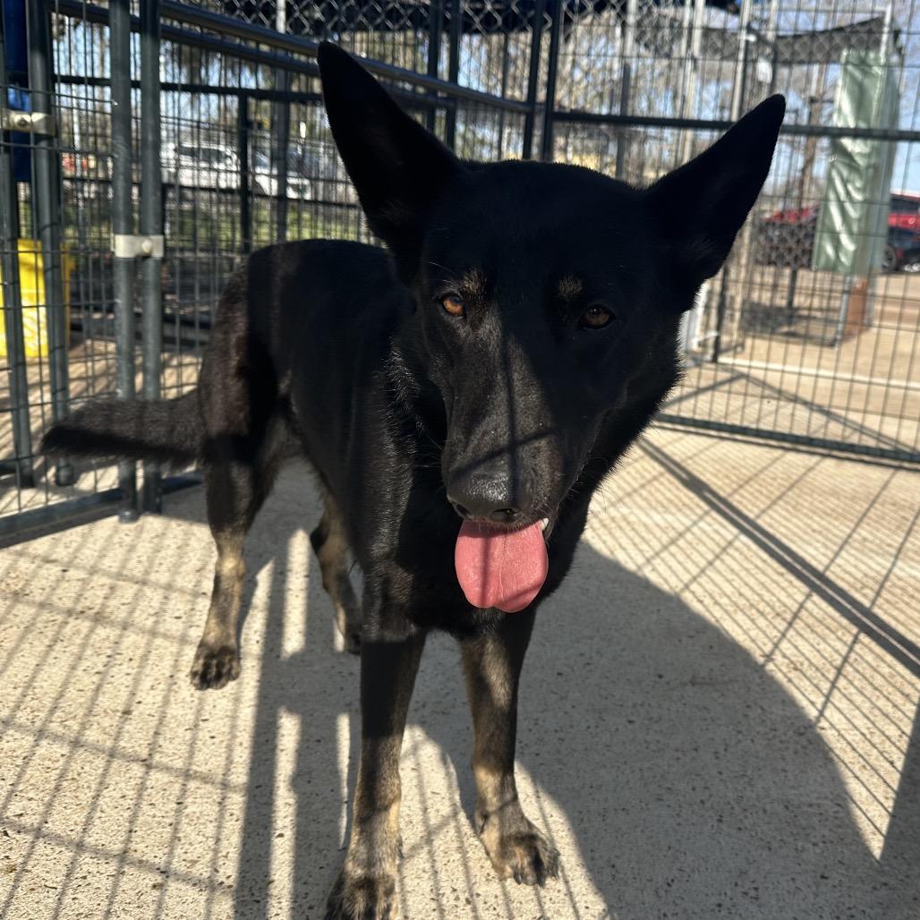 Luna — thumbnail 2