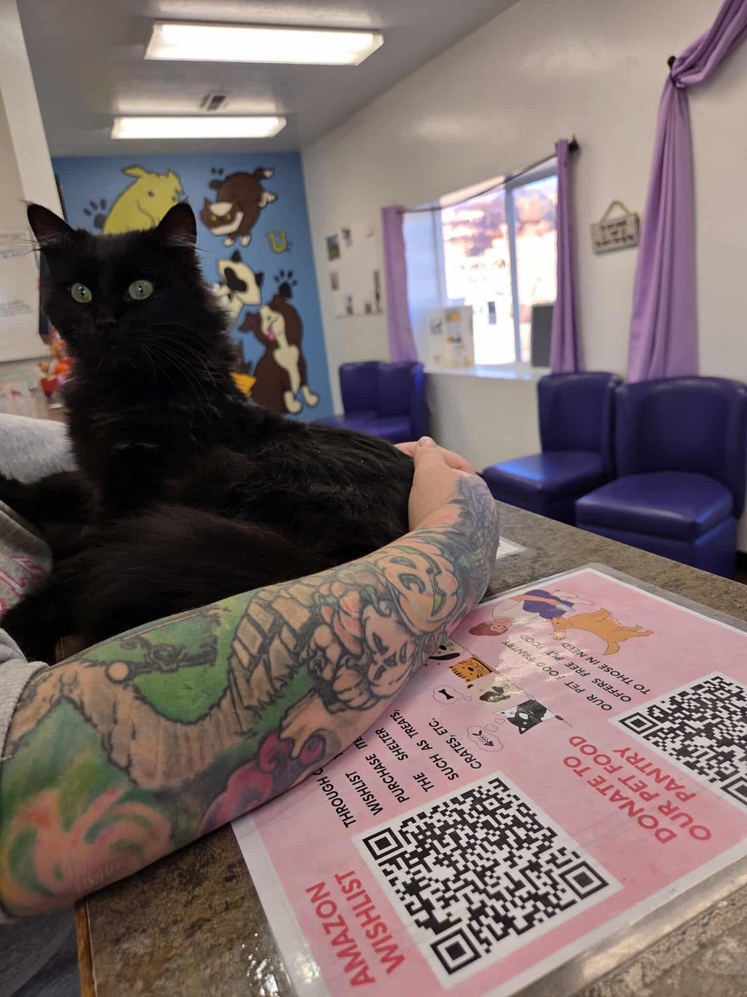 Enlarge Kali, an adopted Domestic Long Hair in Roosevelt, UT image 2/2