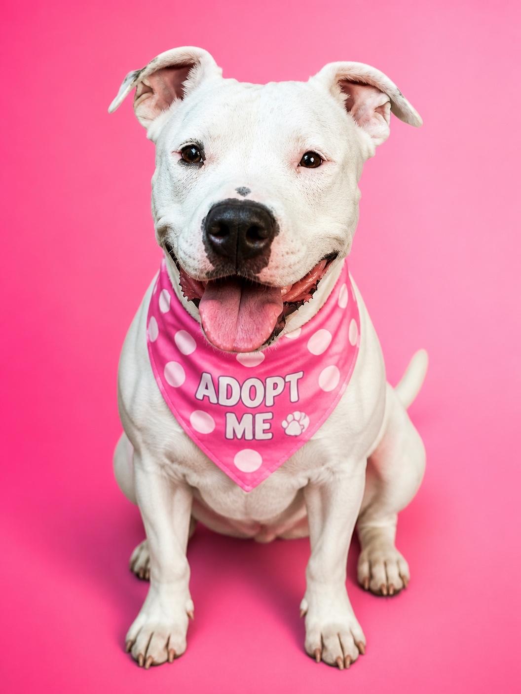 Enlarge Dottie-ADOPT Me, an adopted mixed breed in Redondo Beach, CA image 3/3