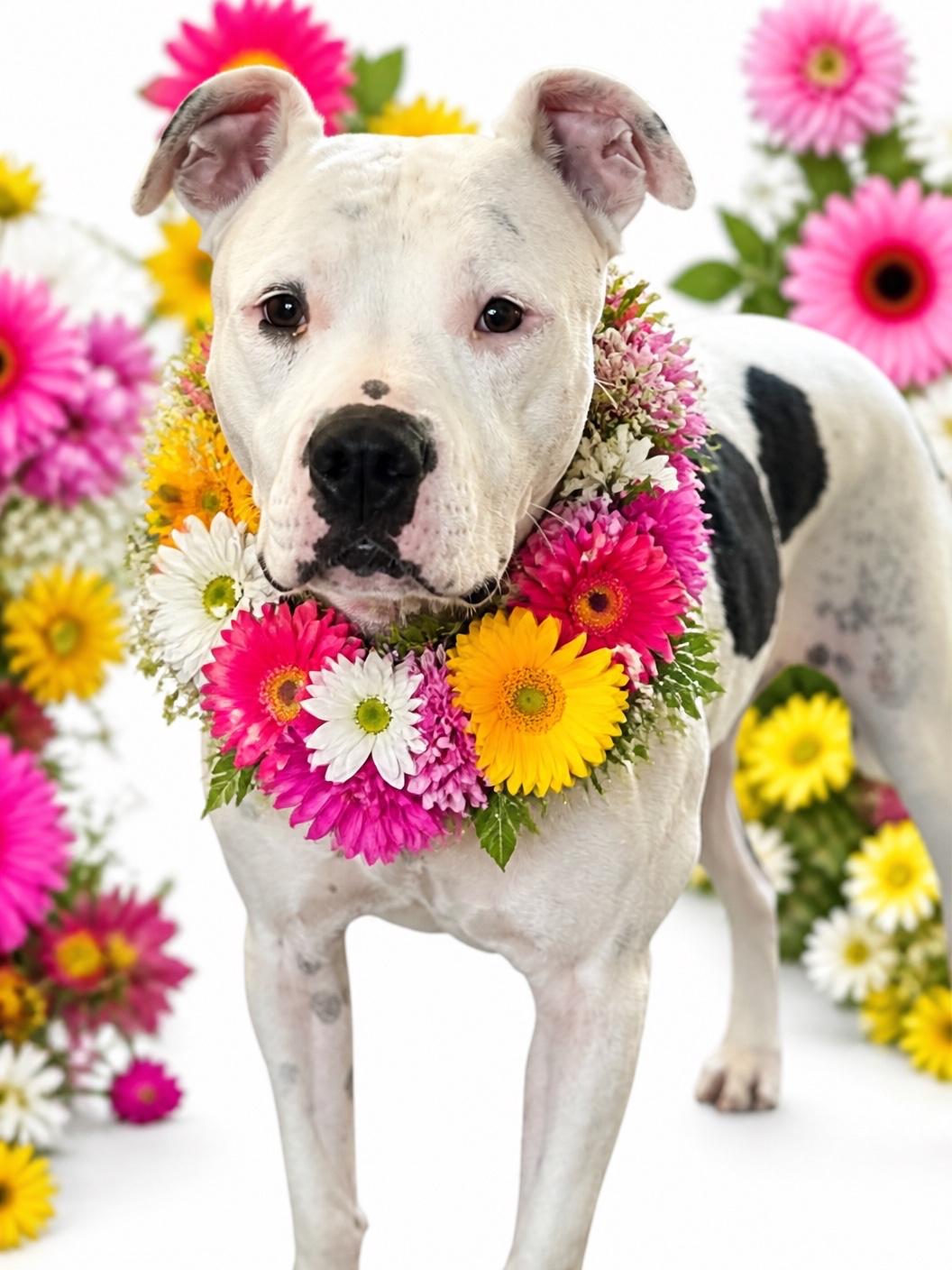 Enlarge Dottie-ADOPT Me, an adopted mixed breed in Redondo Beach, CA image 2/3