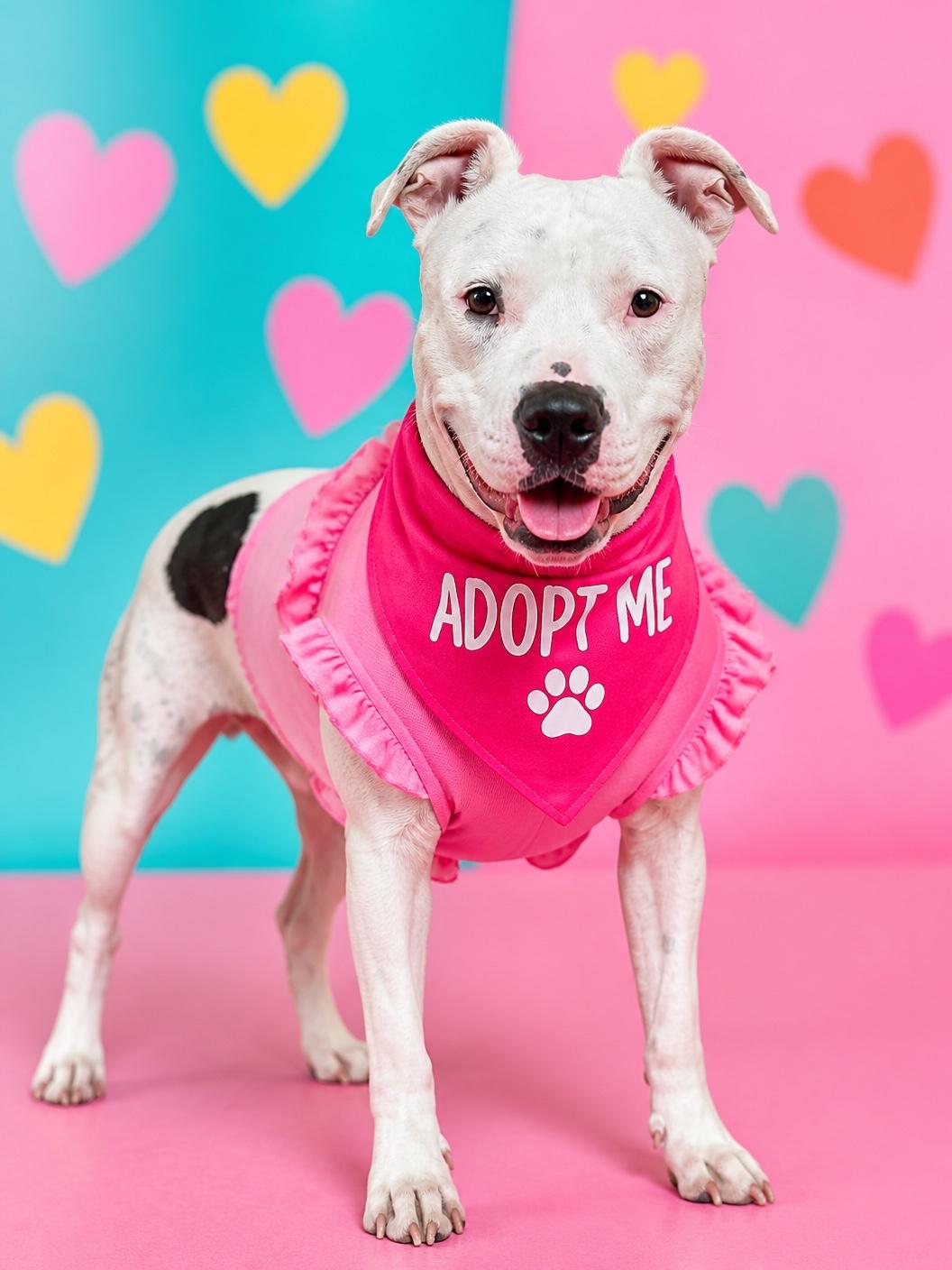 Dottie-ADOPT Me, adopted, Adult Female Dogo Argentino.