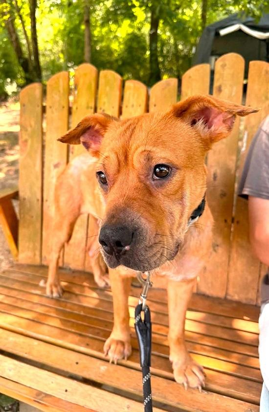 FRAN, adopted, Adult Female Terrier.