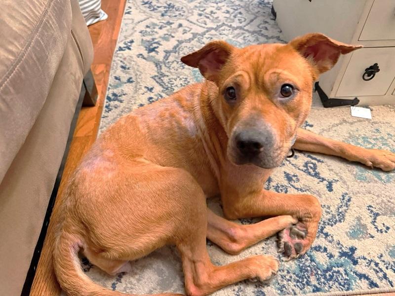 Enlarge FRAN, an adopted Terrier in Pegram, TN image 3/3