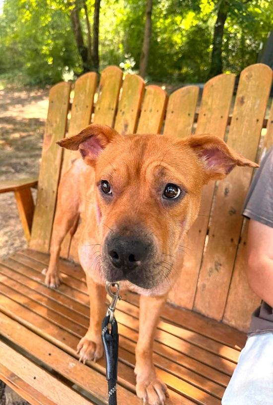 Enlarge FRAN, an adopted Terrier in Pegram, TN image 2/3