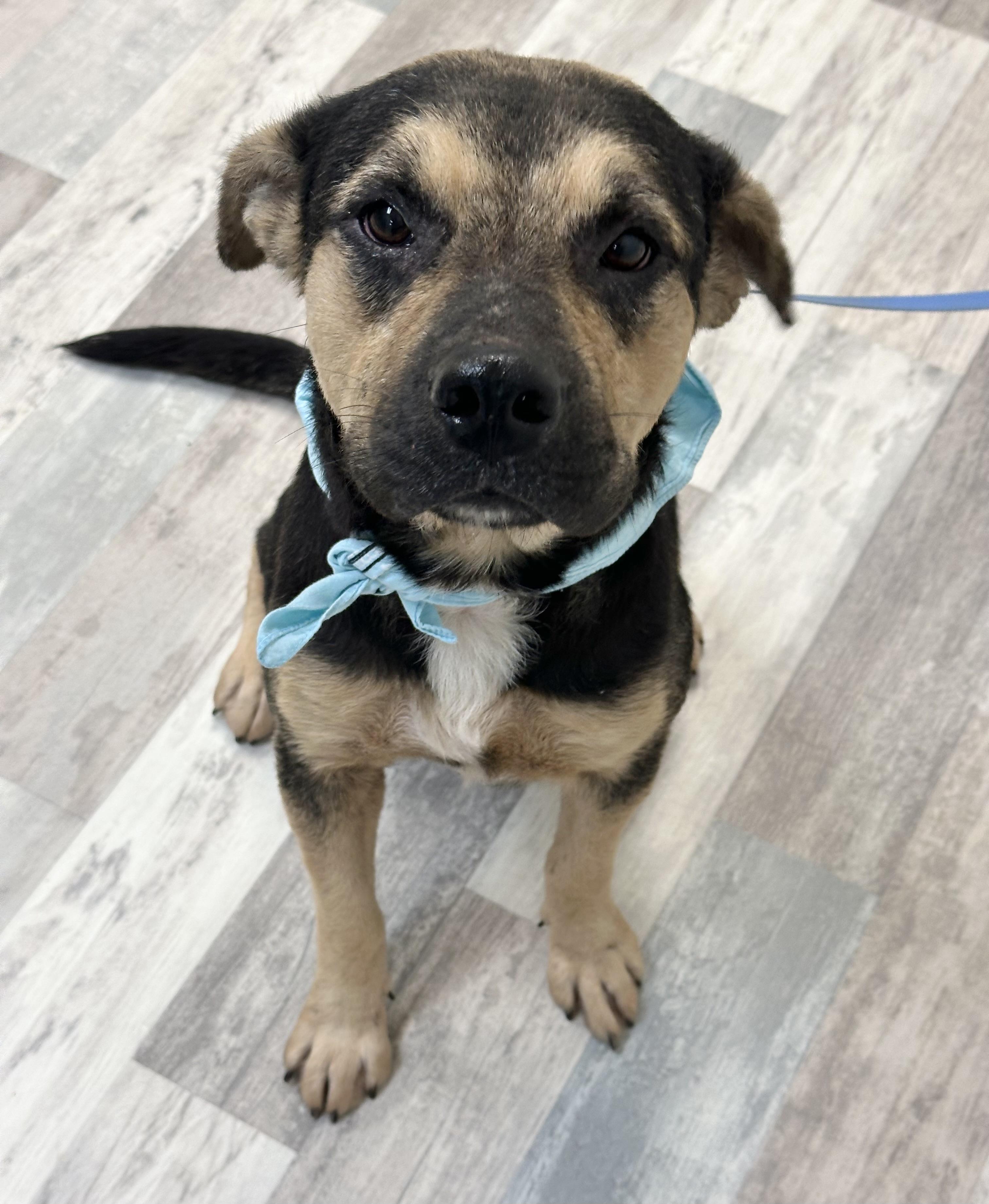 Marcus, ADOPTABLE, Adult Male Shepherd.