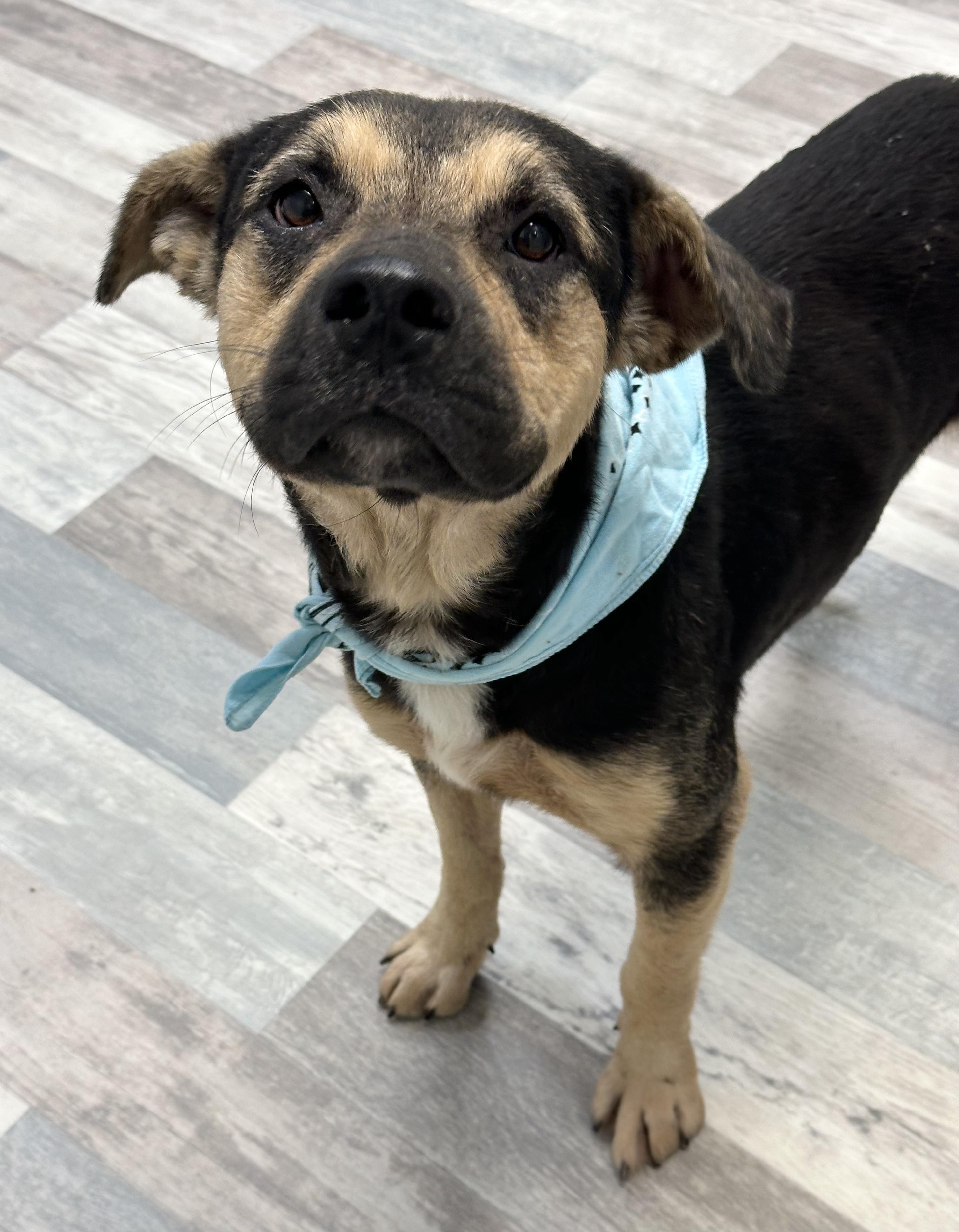 Marcus, a ADOPTABLE mixed breed in Lufkin, TX image 2/4