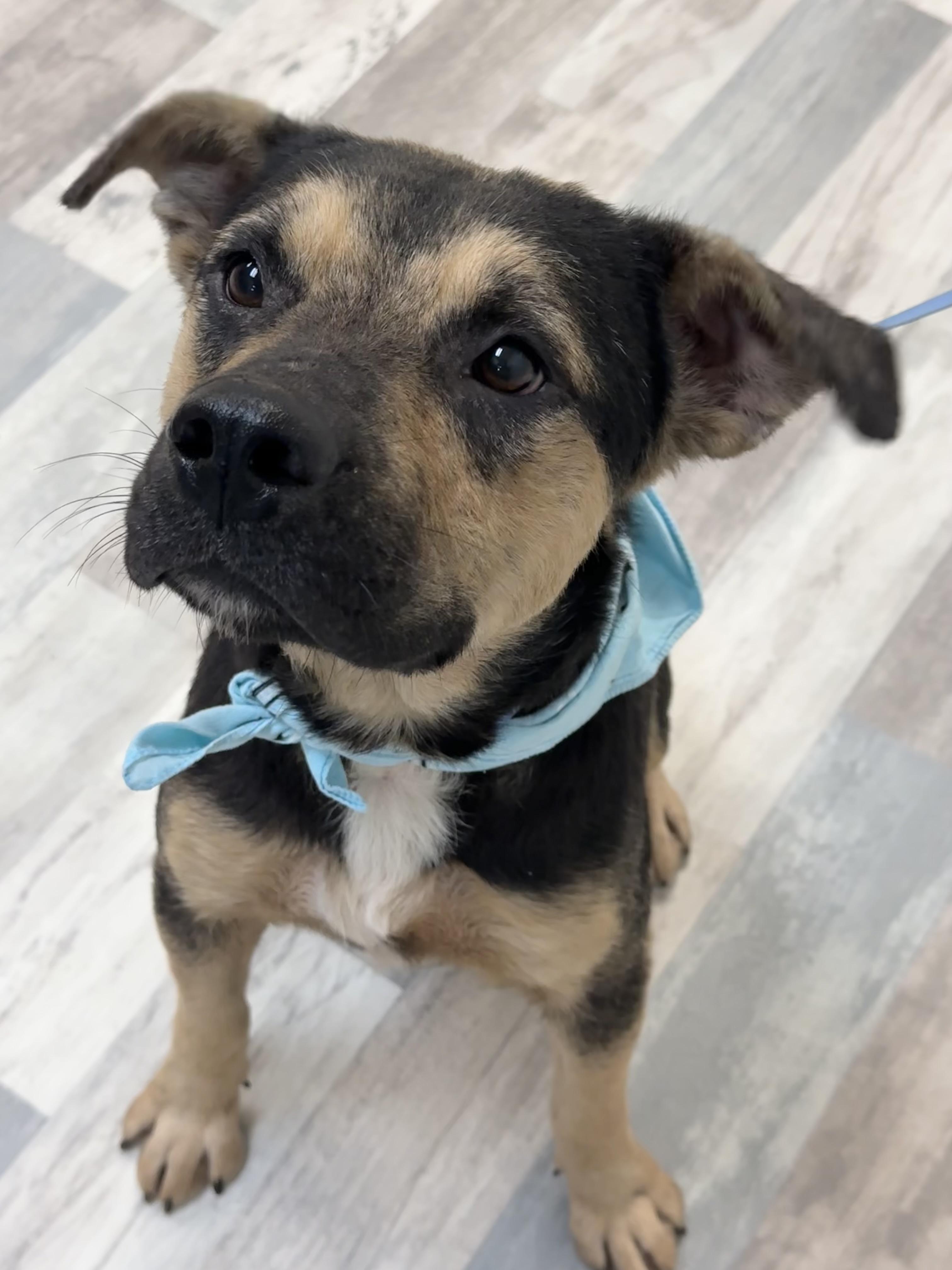 Marcus, a ADOPTABLE mixed breed in Lufkin, TX image 3/4