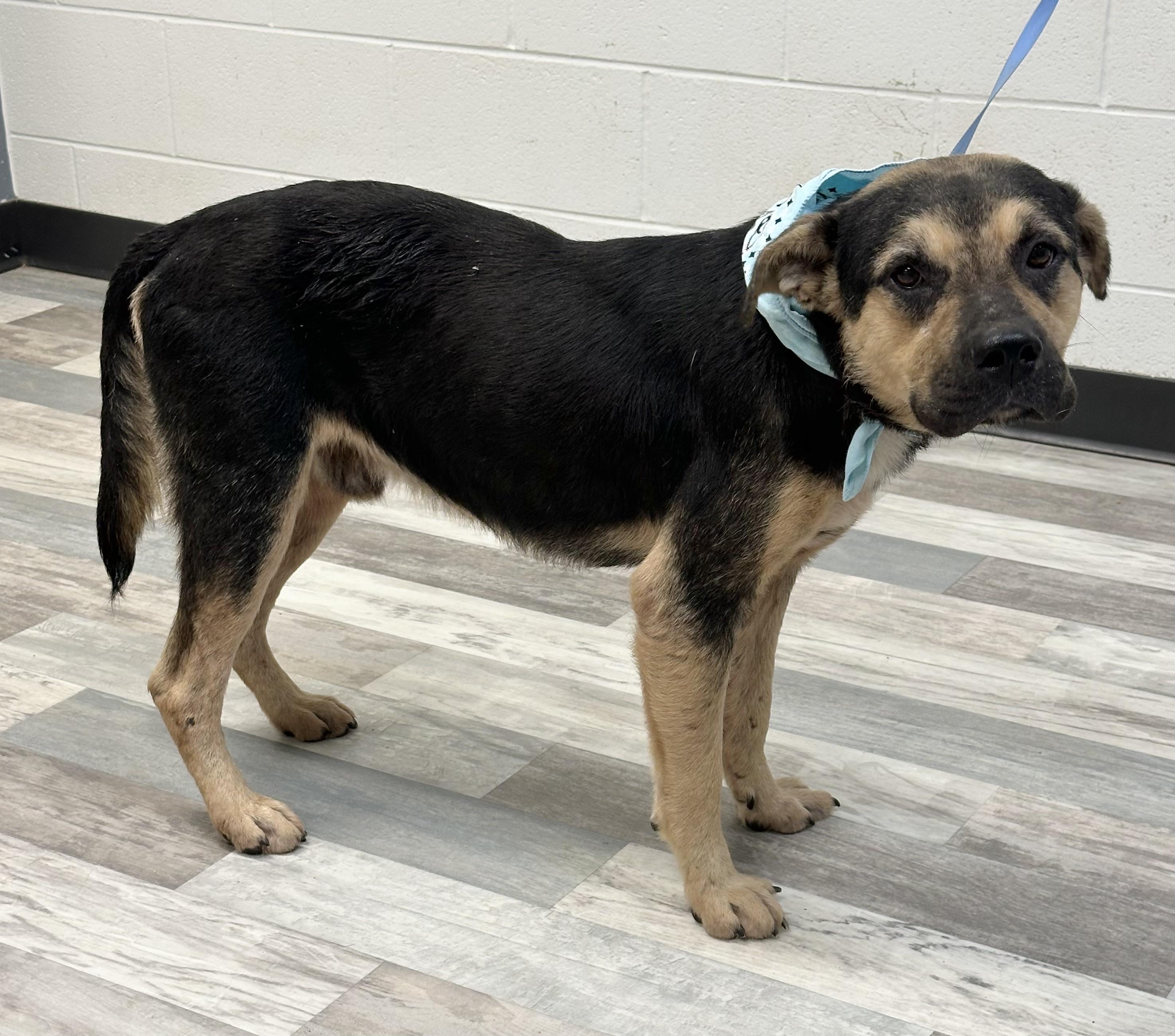 Marcus, a ADOPTABLE mixed breed in Lufkin, TX image 4/4