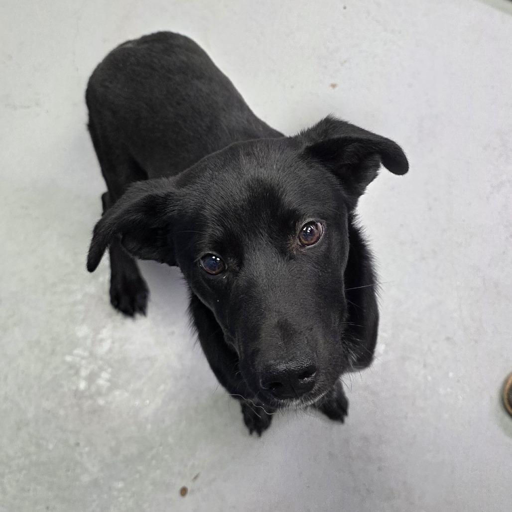 Enlarge Bob, a Adoptable mixed breed in Duncan, OK image 1/2