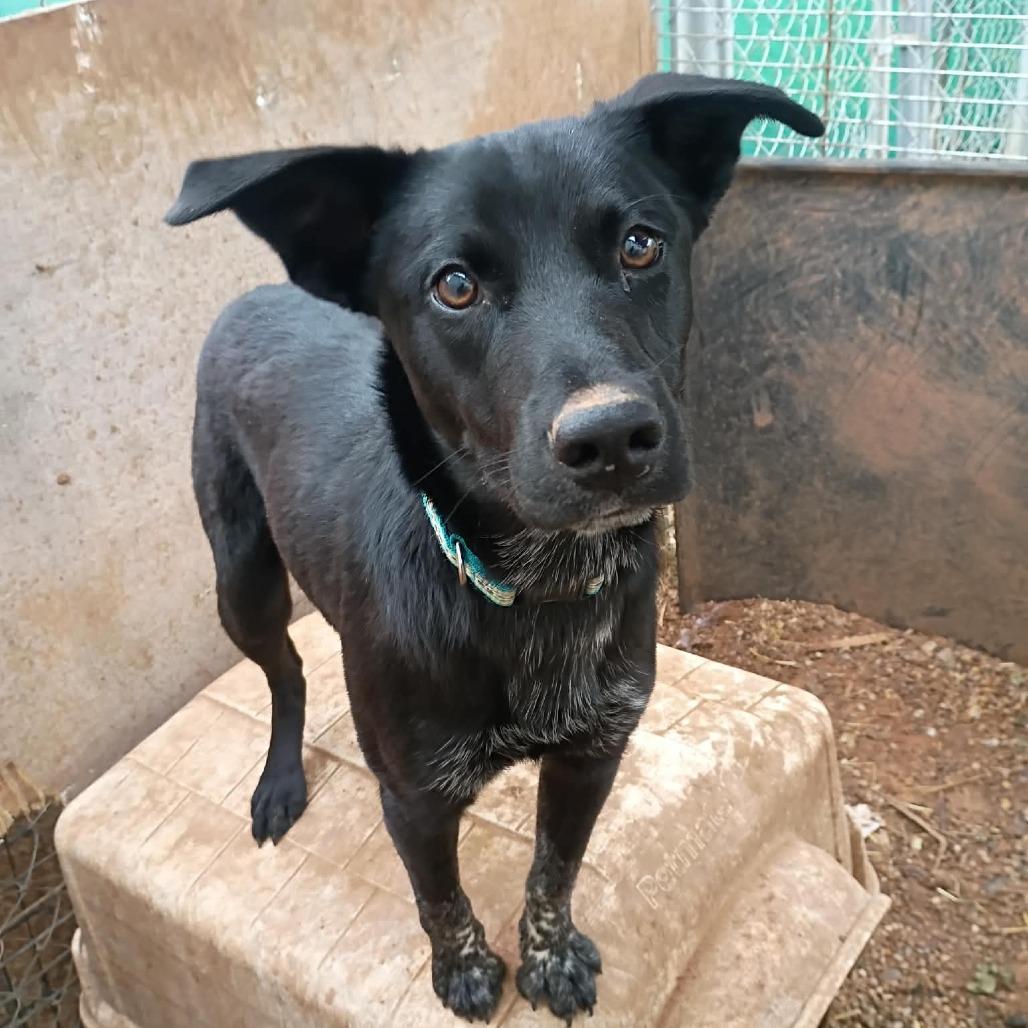 Enlarge Bob, a Adoptable mixed breed in Duncan, OK image 2/2