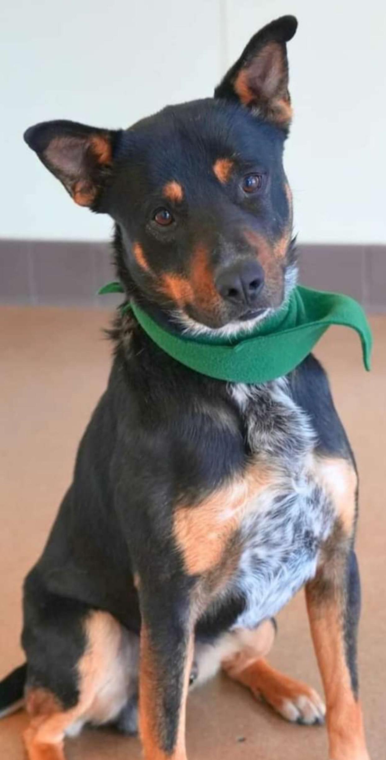 Batman, amazing mixed breed