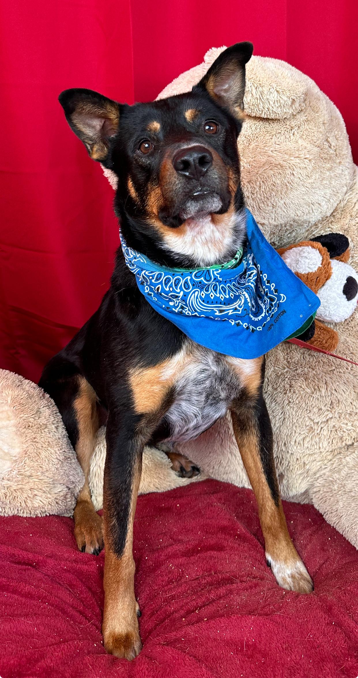 Batman, amazing mixed breed, a Adopted mixed breed in Acton, CA image 3/6