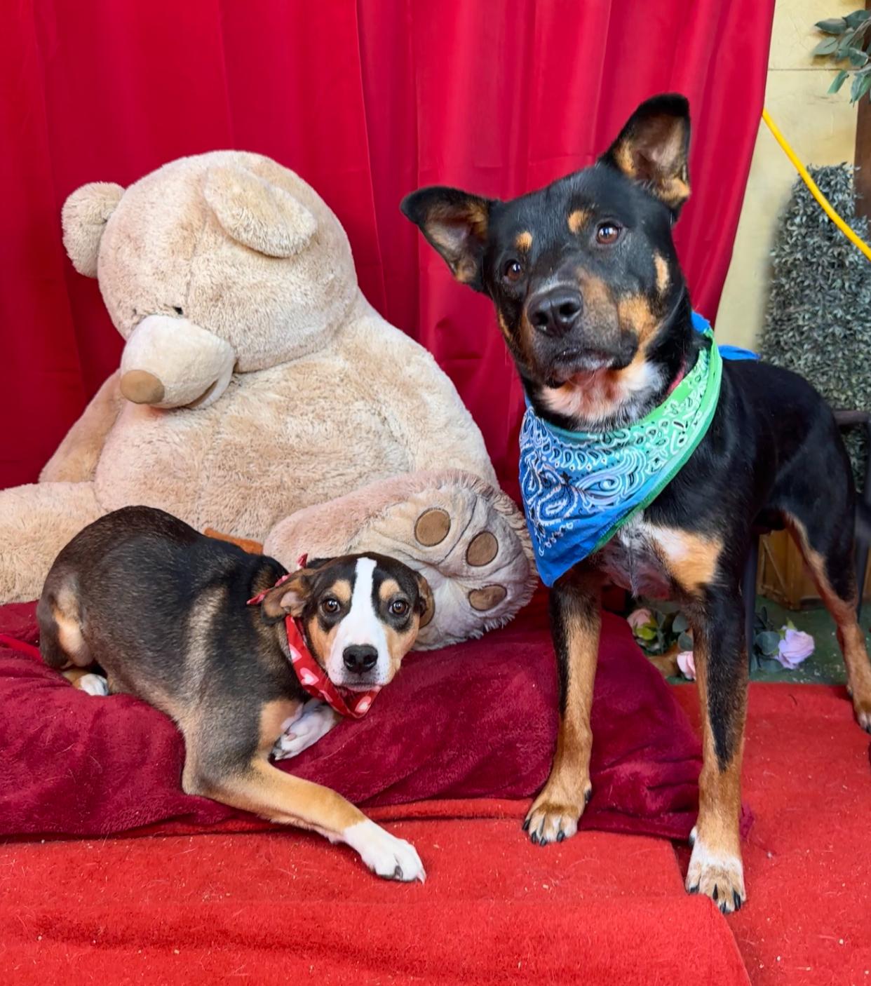 Batman, amazing mixed breed, a Adopted mixed breed in Acton, CA image 4/6