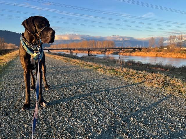 Zeus, an adoptable Great Dane in Abbotsford, BC, V2S 1W1 | Photo Image 2