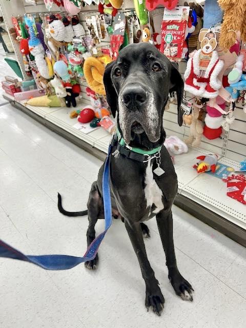 Zeus, an adoptable Great Dane in Abbotsford, BC, V2S 1W1 | Photo Image 3