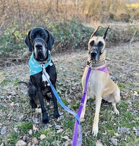 Zeus, an adoptable Great Dane in Abbotsford, BC, V2S 1W1 | Photo Image 4