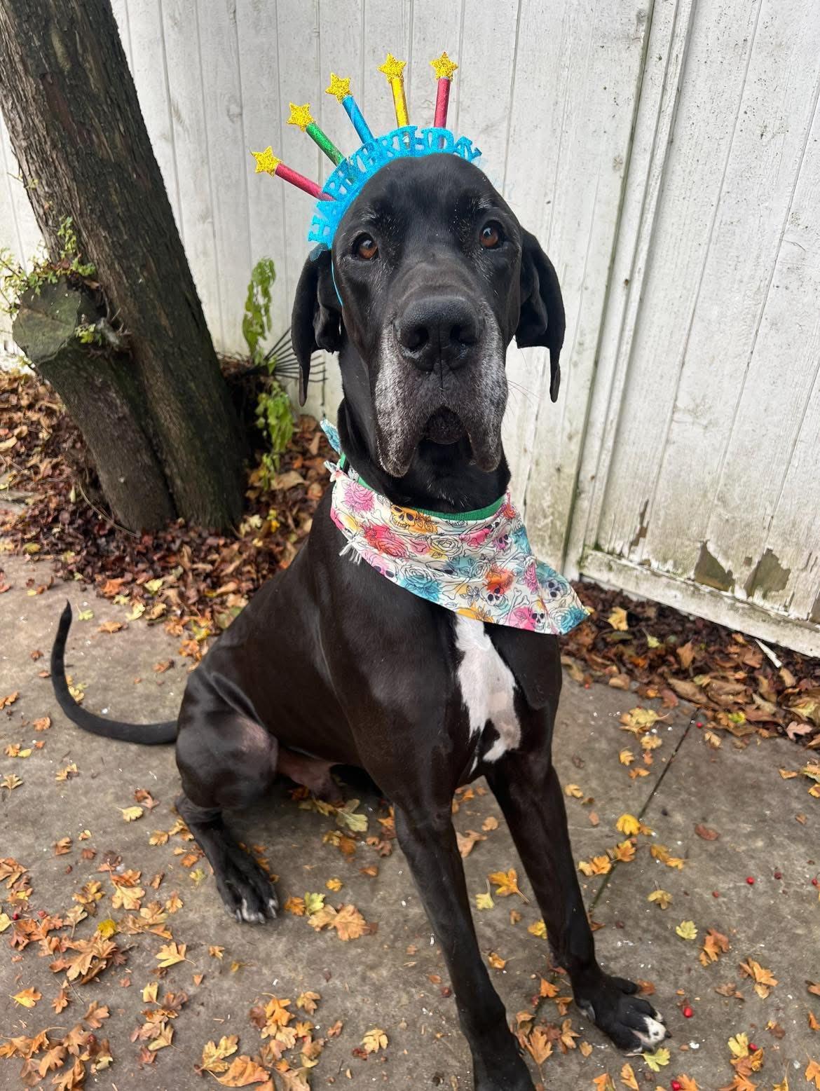 Zeus, an adoptable Great Dane in Abbotsford, BC, V2S 1W1 | Photo Image 5