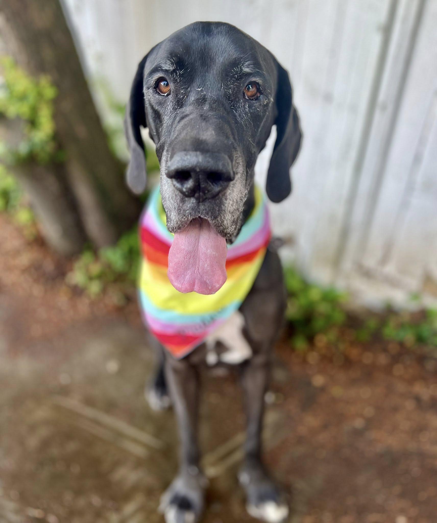Zeus, an adoptable Great Dane in Abbotsford, BC, V2S 1W1 | Photo Image 1