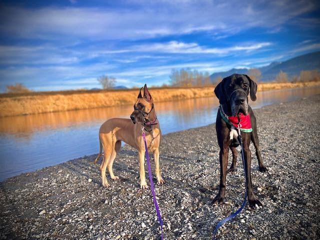 Zeus, an adoptable Great Dane in Abbotsford, BC, V2S 1W1 | Photo Image 6