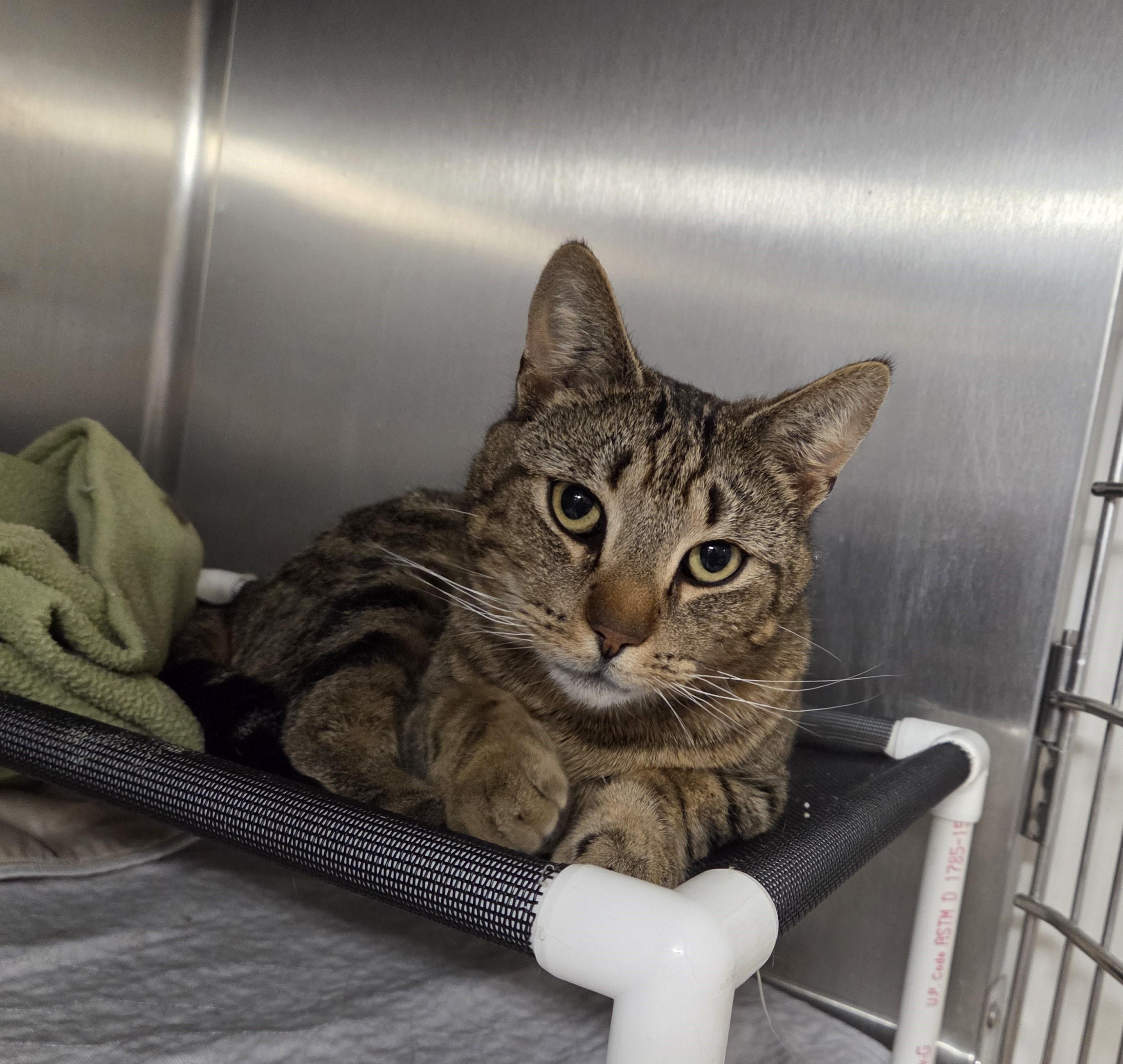 Enlarge Jethro, an adopted mixed breed in Carsonville, MI image 2/3