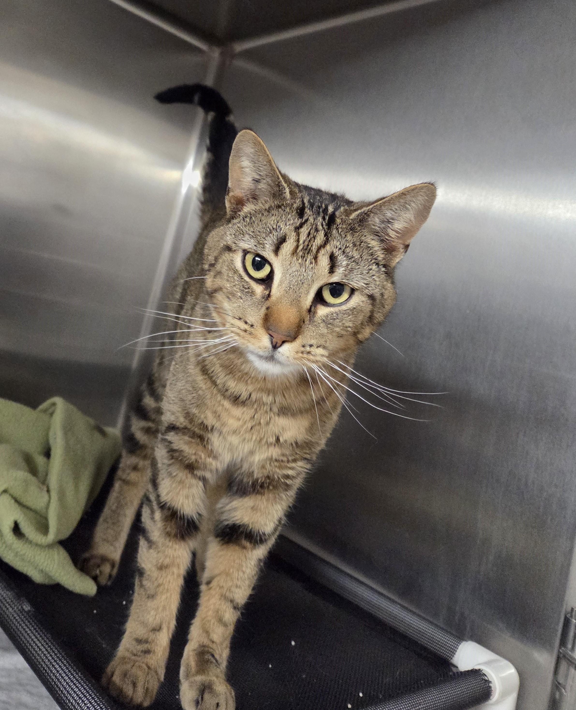Jethro, adopted, Adult Male Domestic Short Hair.