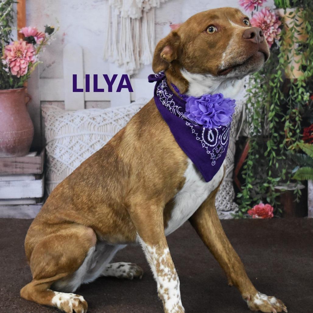 Lilya, a Adoptable mixed breed in Yuma, AZ image 1/5