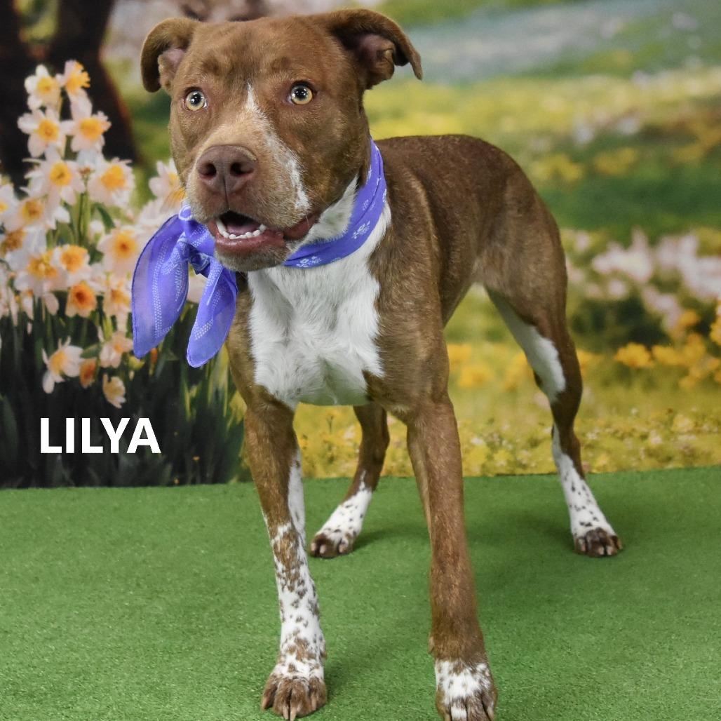 Lilya, a Adoptable mixed breed in Yuma, AZ image 2/5