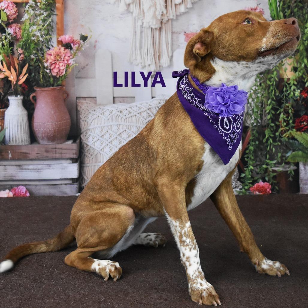 Lilya, a Adoptable mixed breed in Yuma, AZ image 3/5