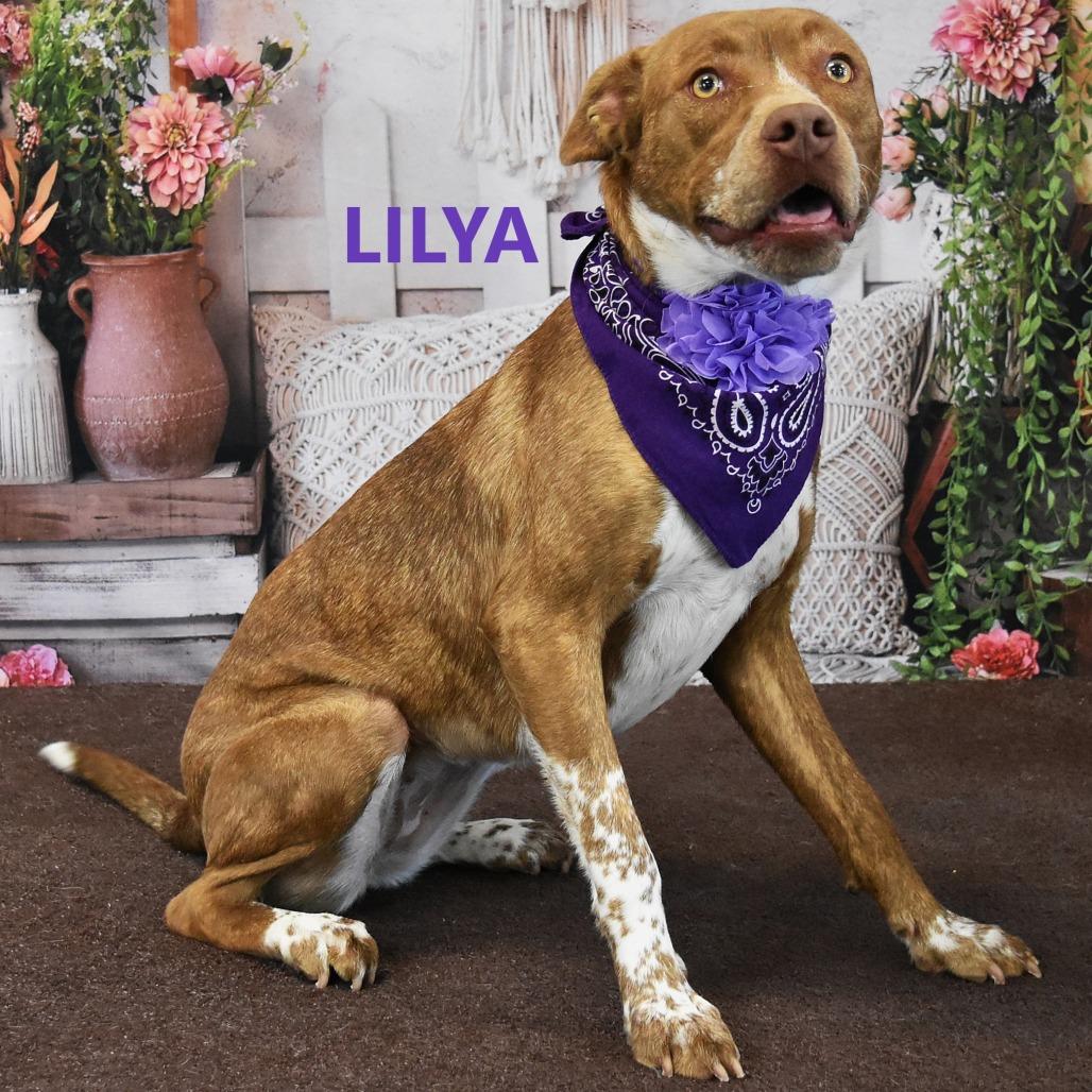 Lilya, a Adoptable mixed breed in Yuma, AZ image 4/5