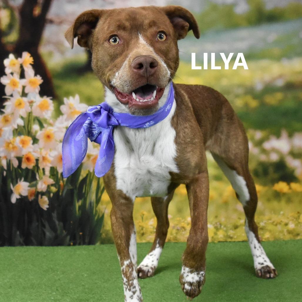 Lilya, a Adoptable mixed breed in Yuma, AZ image 5/5