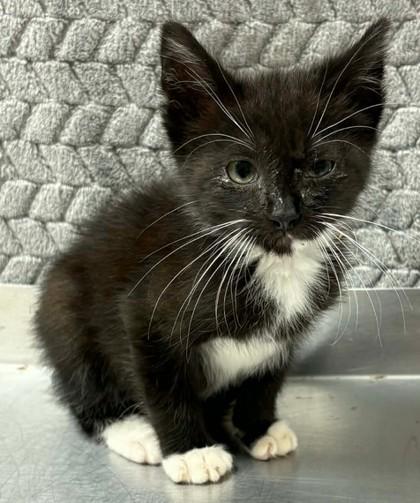 Kevin, Adoptable, Kitten Male Domestic Short Hair & Domestic Short Hair.