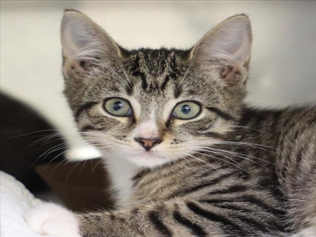 A512941, Adoptable, Kitten Male Domestic Short Hair.