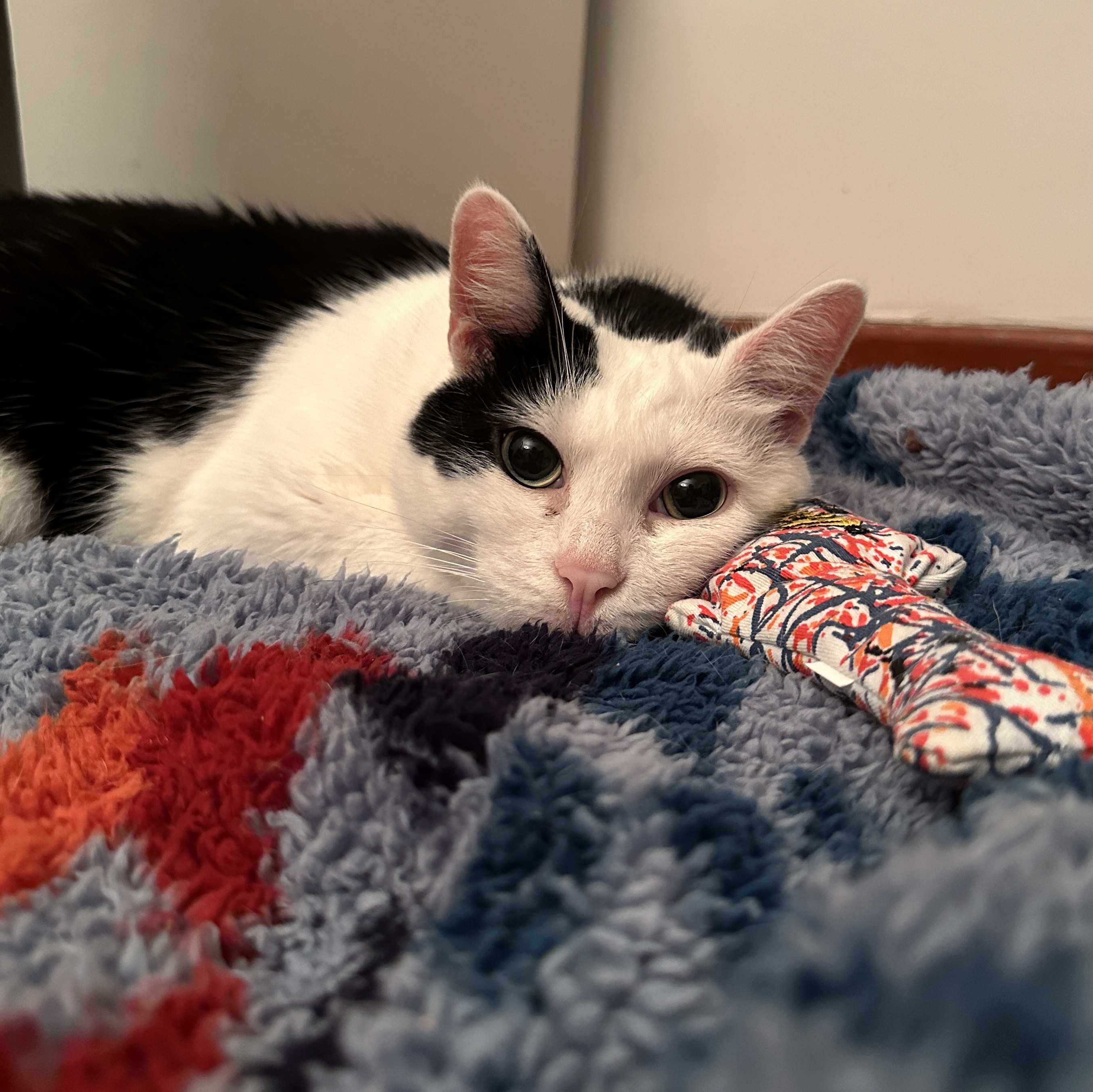 Kuddly Kat: Cerebellar Hypoplasia Cutie Seeking a Calm Home, a Adoptable Domestic Short Hair in Nyack, NY image 1/6