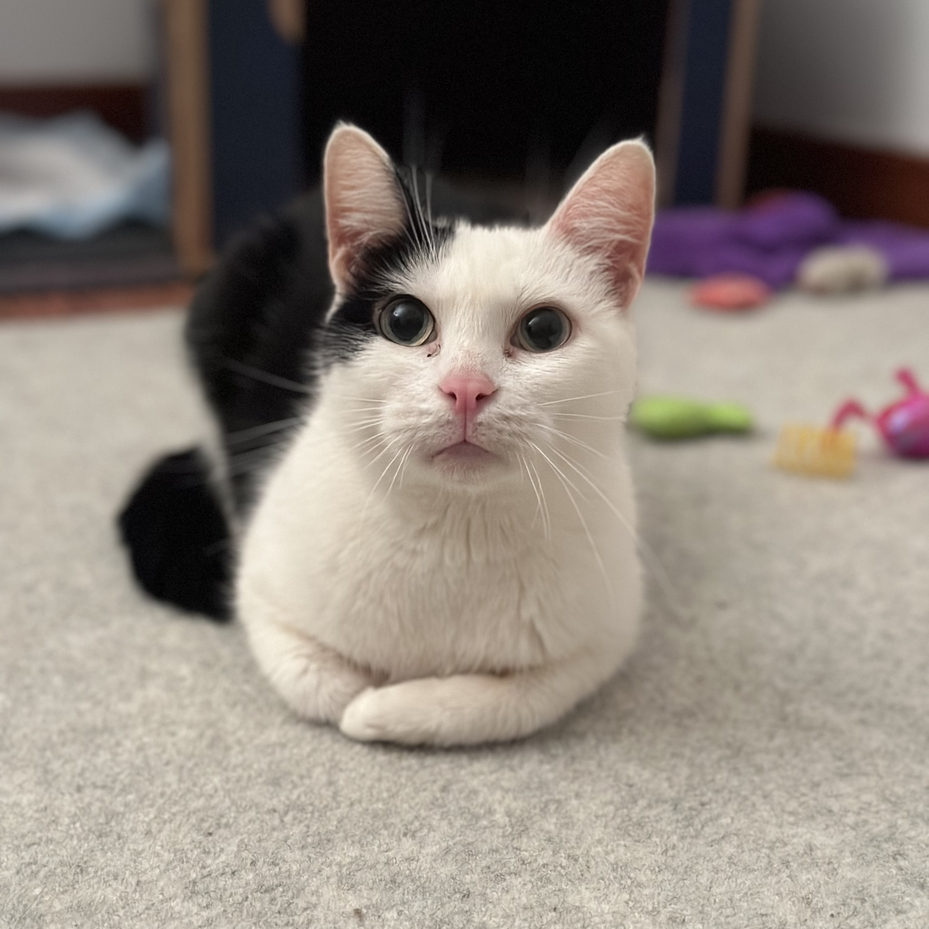 Kuddly Kat: Cerebellar Hypoplasia Cutie Seeking a Calm Home, a Adoptable Domestic Short Hair in Nyack, NY image 2/6