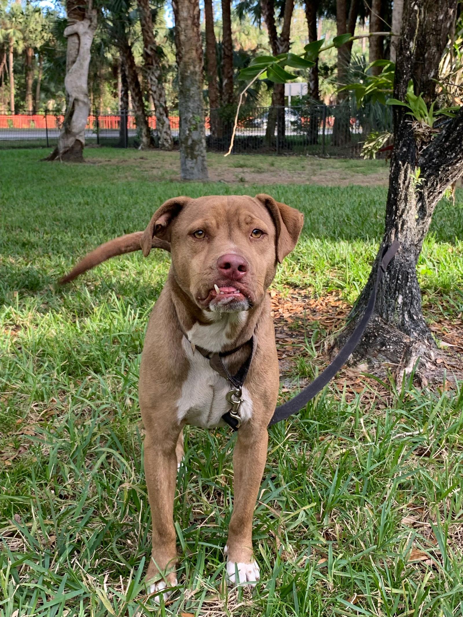 Tater, Adoptable, Young Male Labrador Retriever.