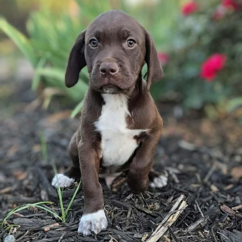 Enlarge Parker, a Adoptable mixed breed in Griswold, CT image 3/4