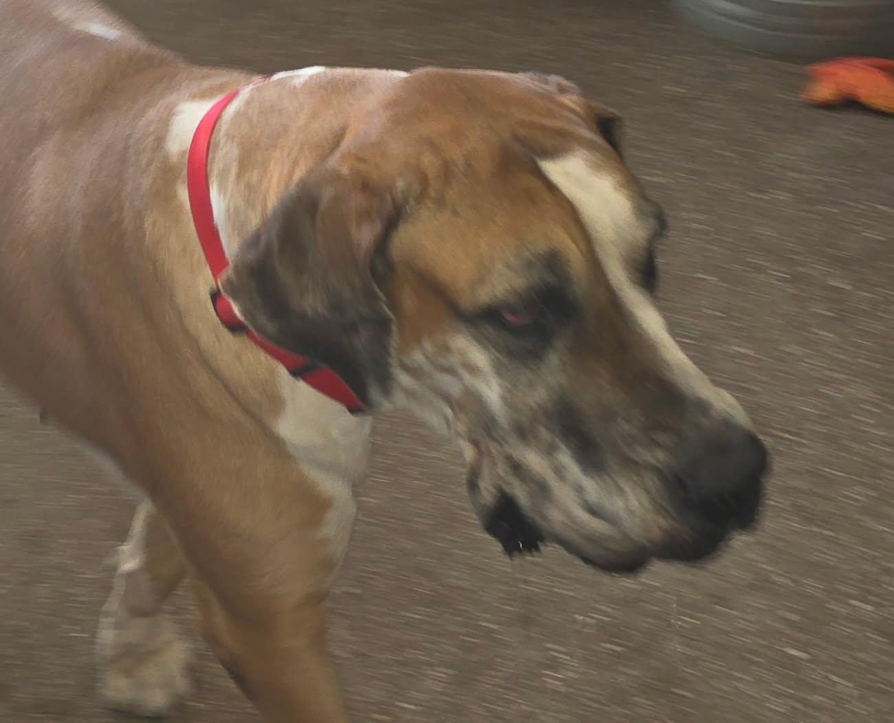 Enlarge Phoenix, a Adoptable Great Dane in Jupiter, FL image 1/3
