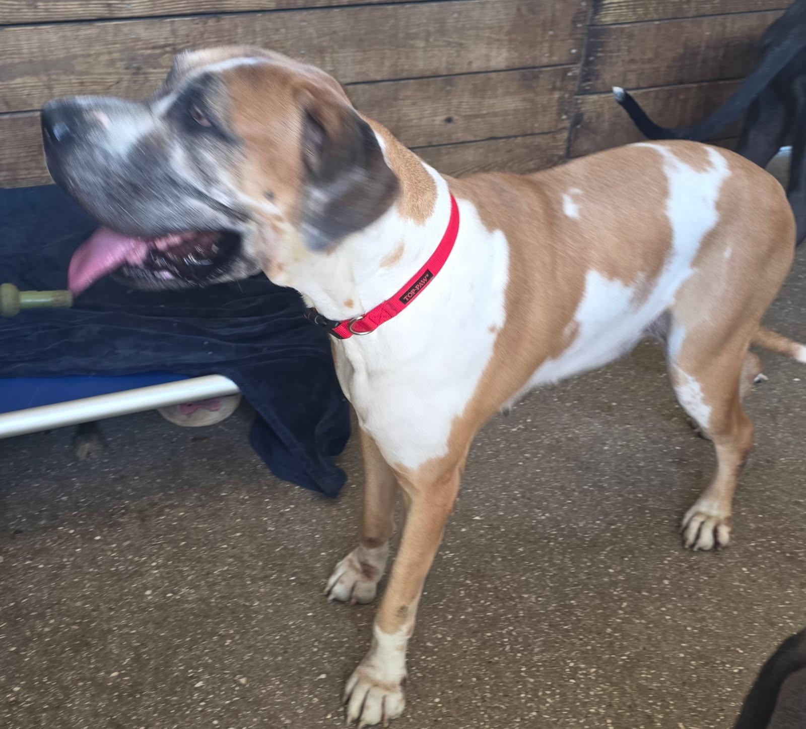 Enlarge Phoenix, a Adoptable Great Dane in Jupiter, FL image 2/3