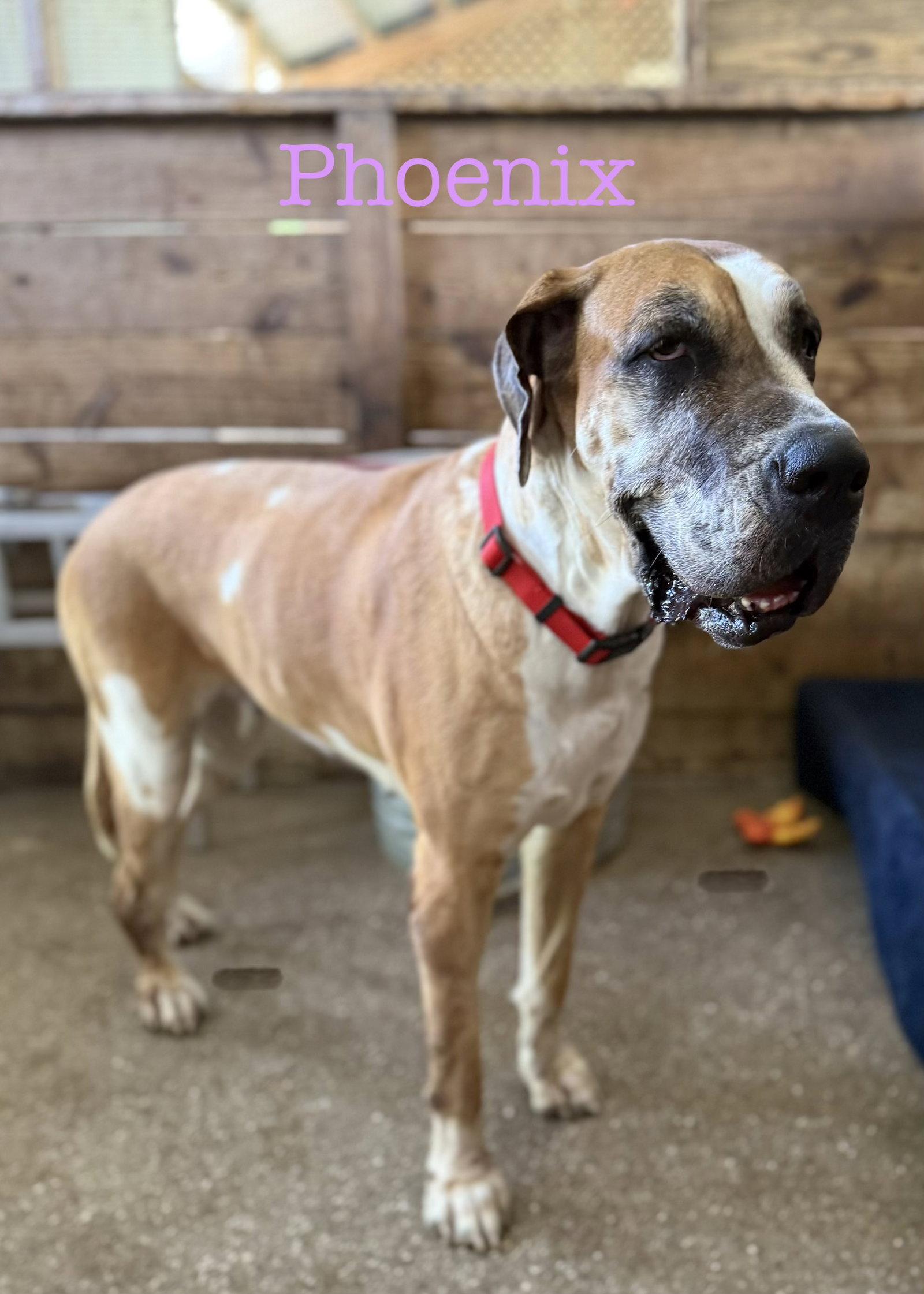 Enlarge Phoenix, a Adoptable Great Dane in Jupiter, FL image 3/3