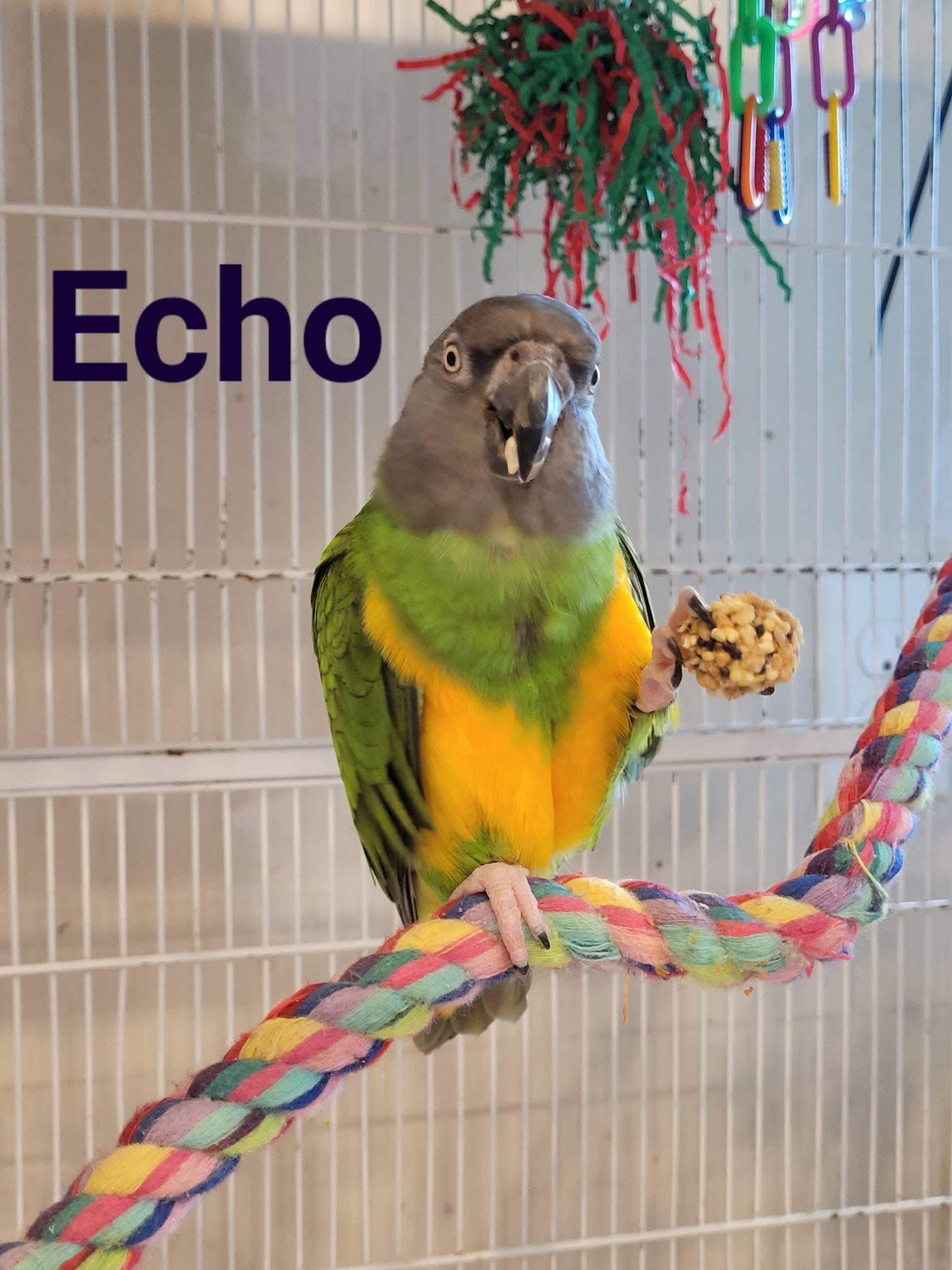 Echo, ADOPTABLE, Adult Female Poicephalus / Senegal.