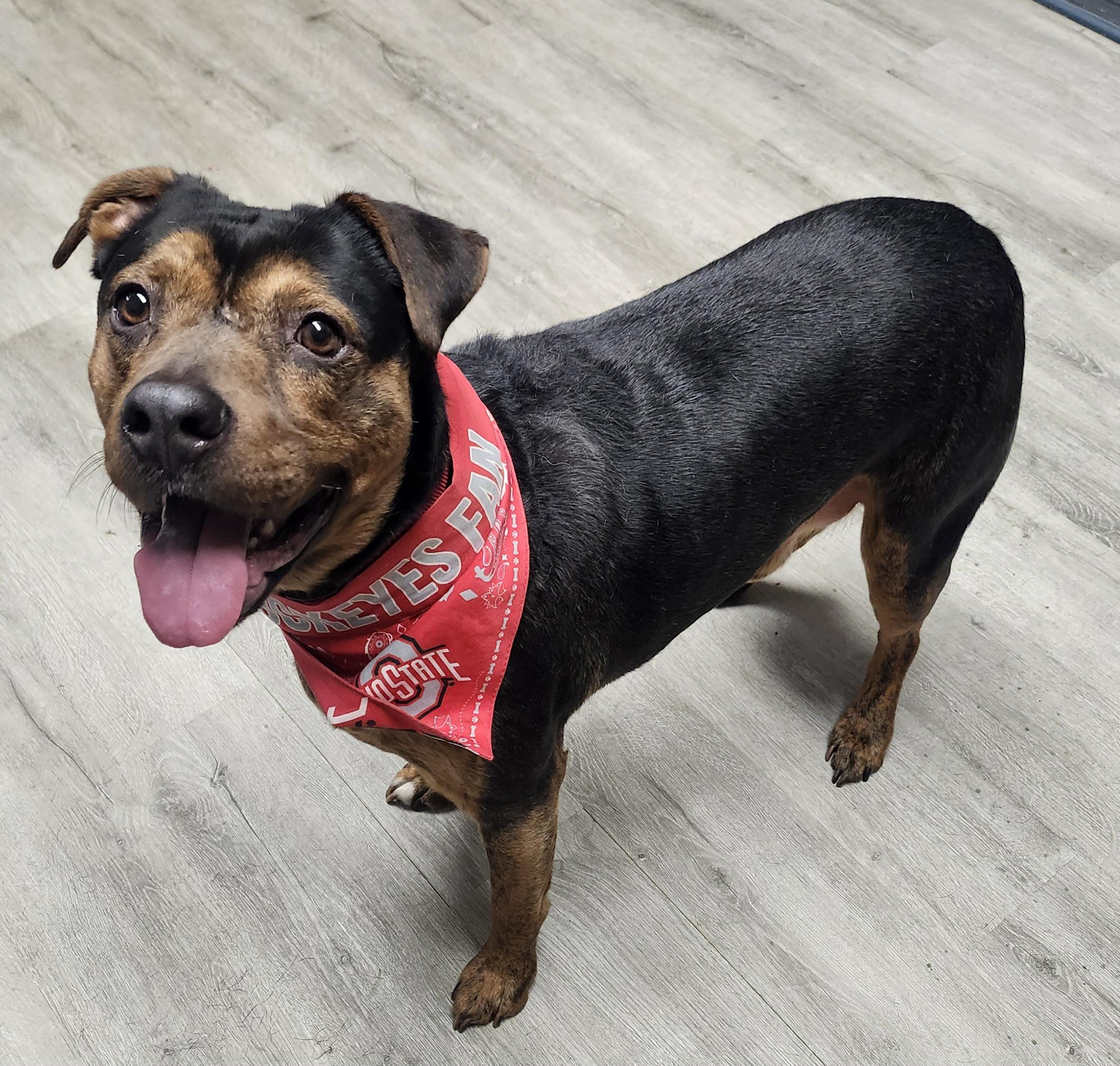 Crunch Wrap, Adoptable, Adult Male Rottweiler.
