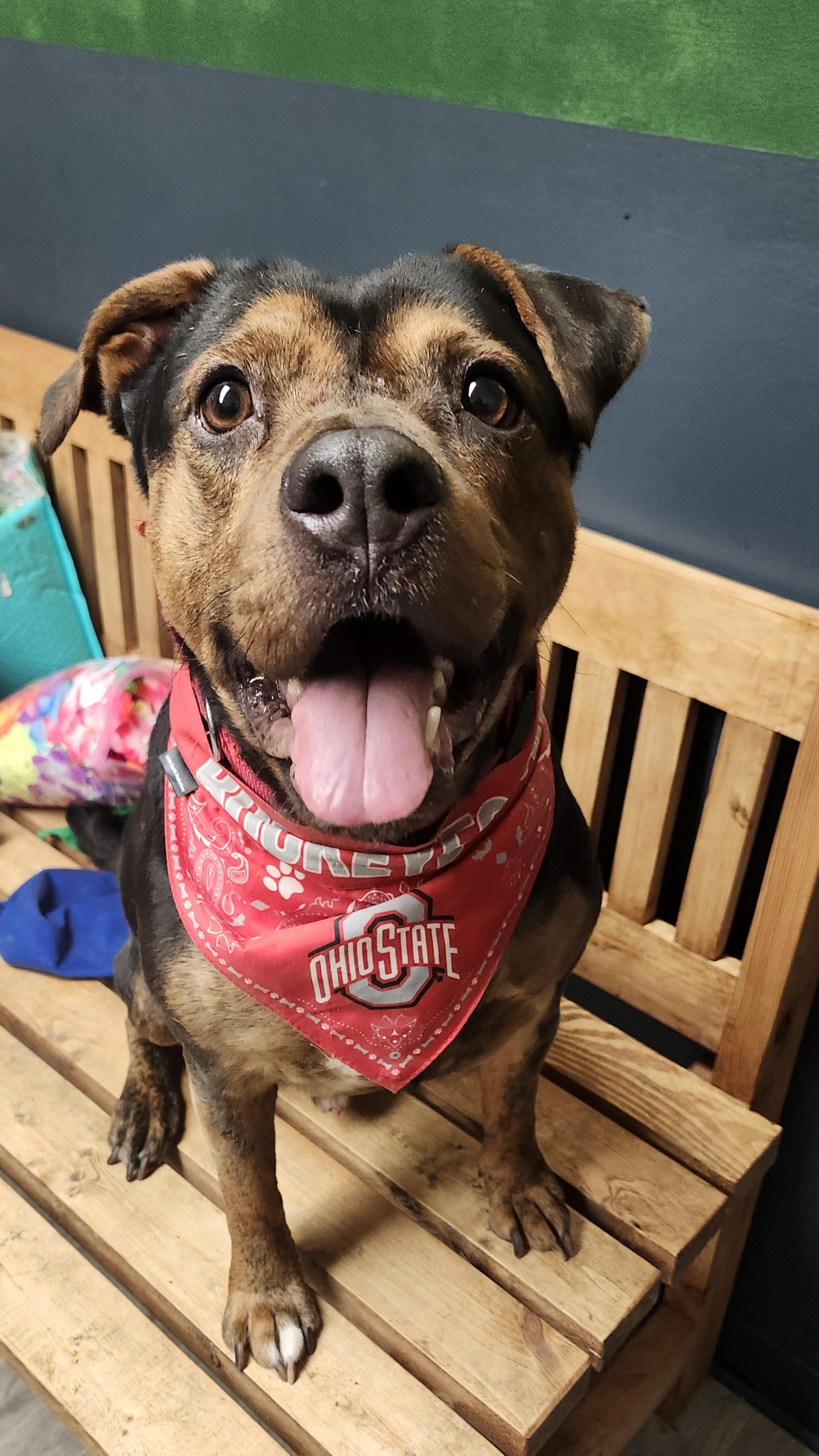 Crunch Wrap, a Adoptable mixed breed in Mansfield, OH image 2/4