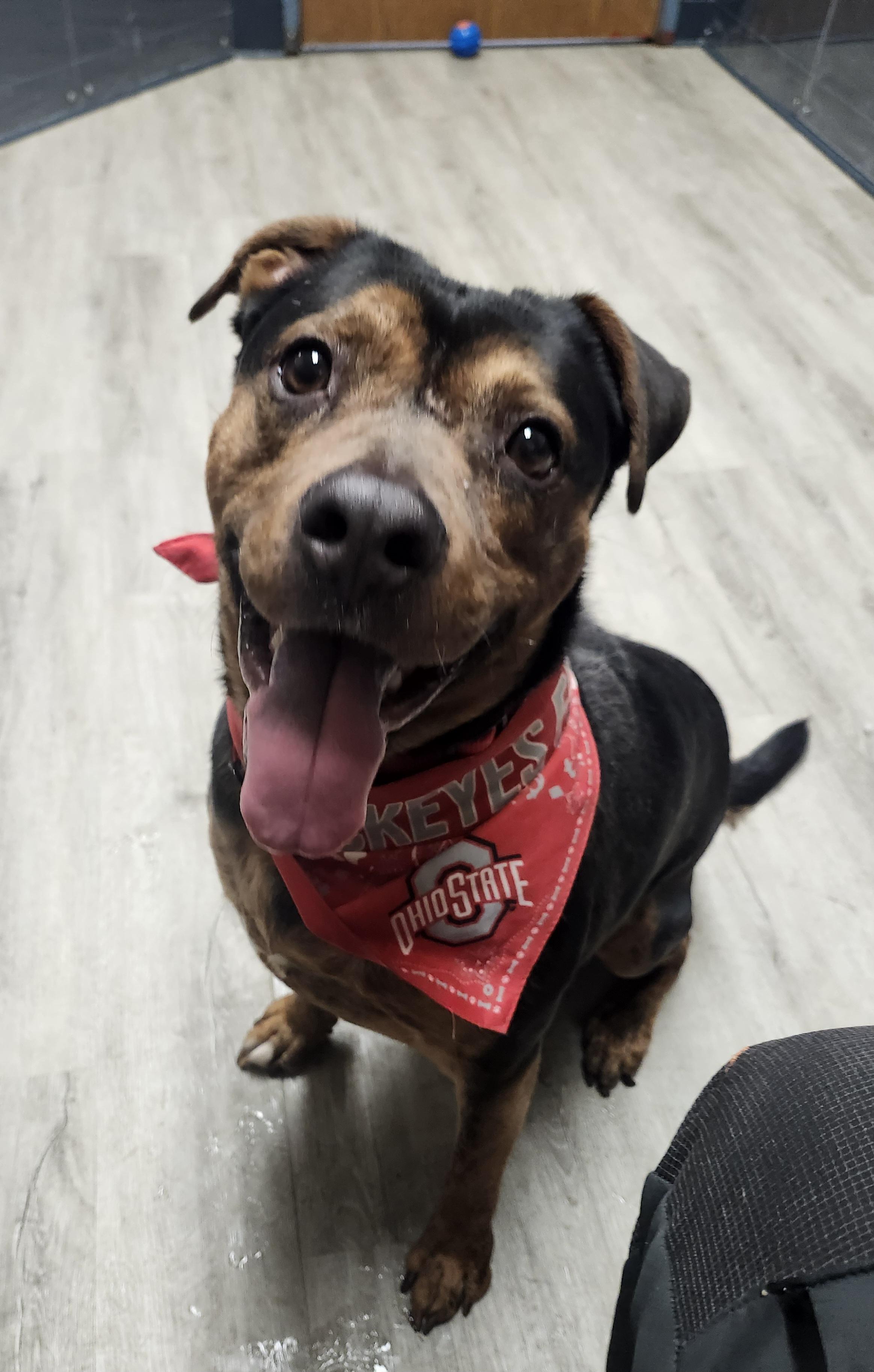 Crunch Wrap, a Adoptable mixed breed in Mansfield, OH image 3/4