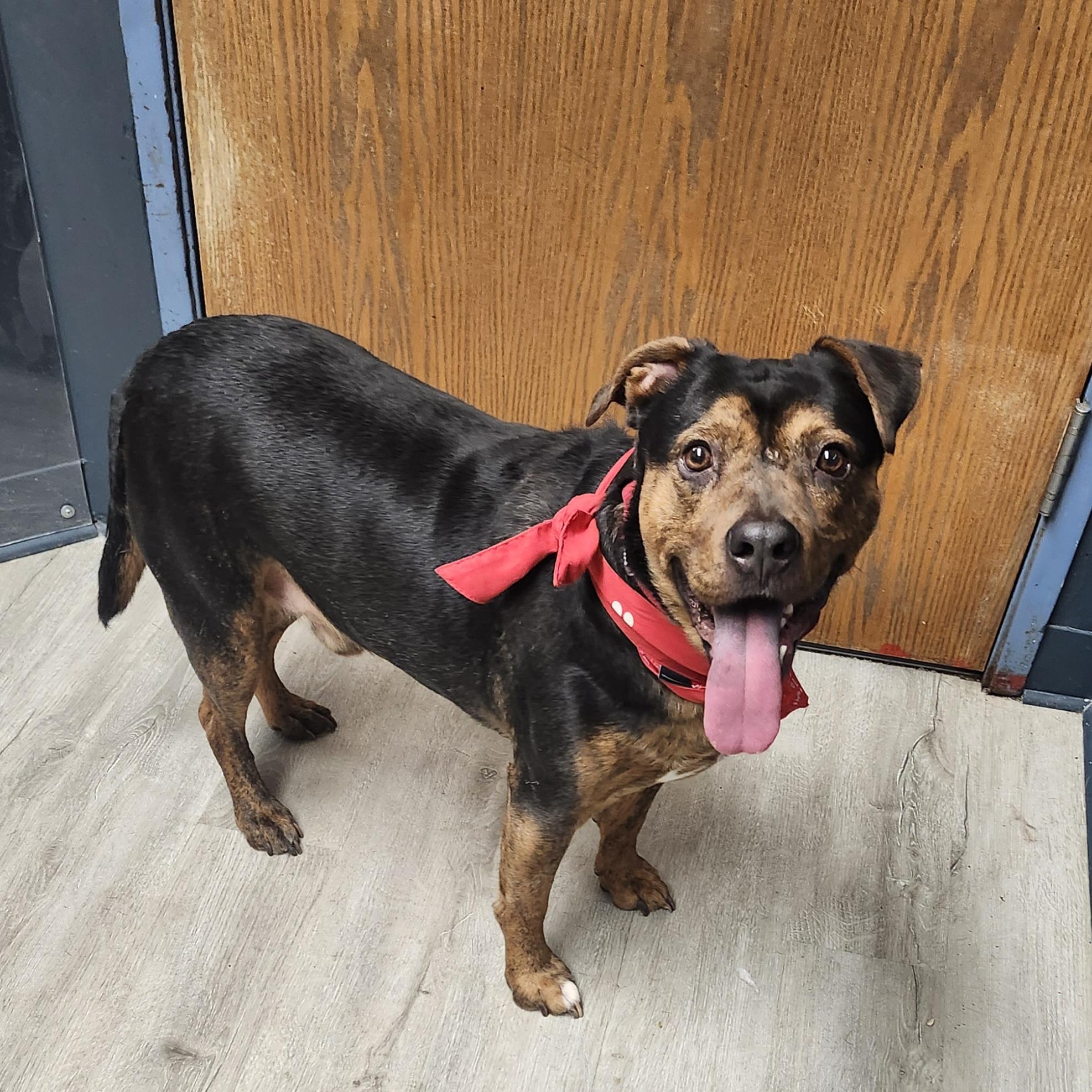 Crunch Wrap, a Adoptable mixed breed in Mansfield, OH image 4/4