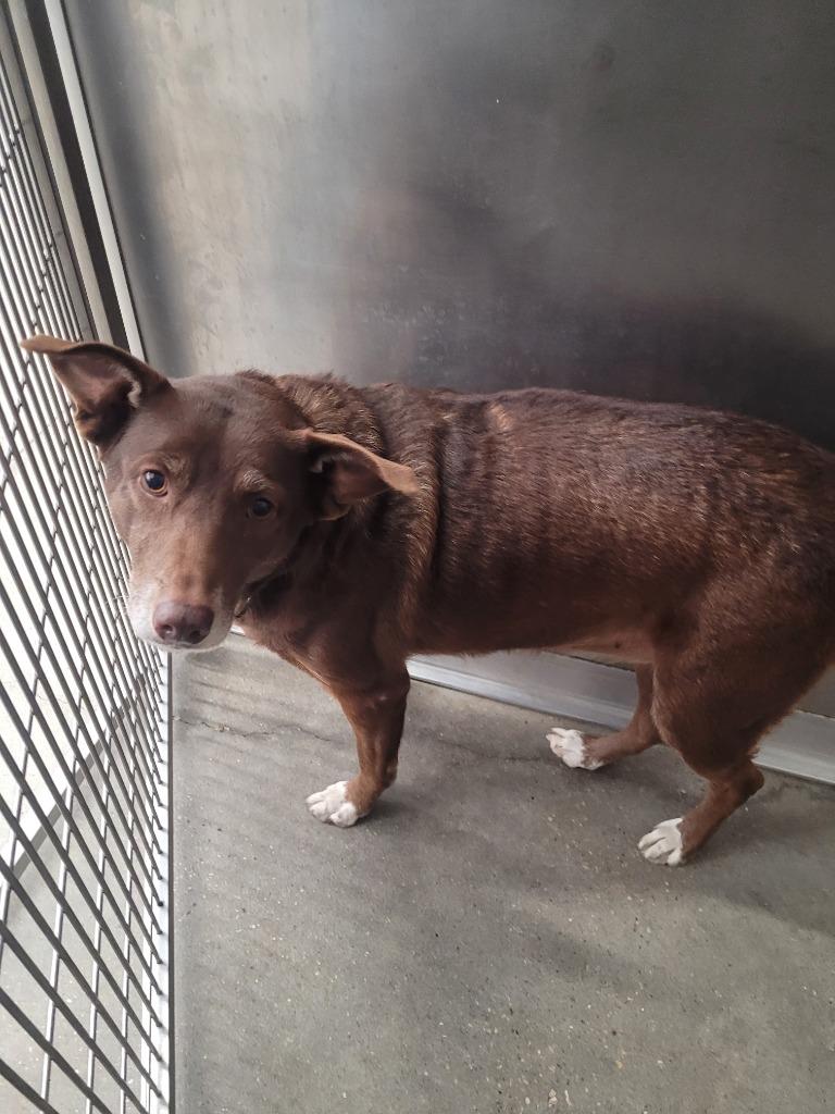 Lily, Adoptable, Young Female Cattle Dog & Labrador Retriever.