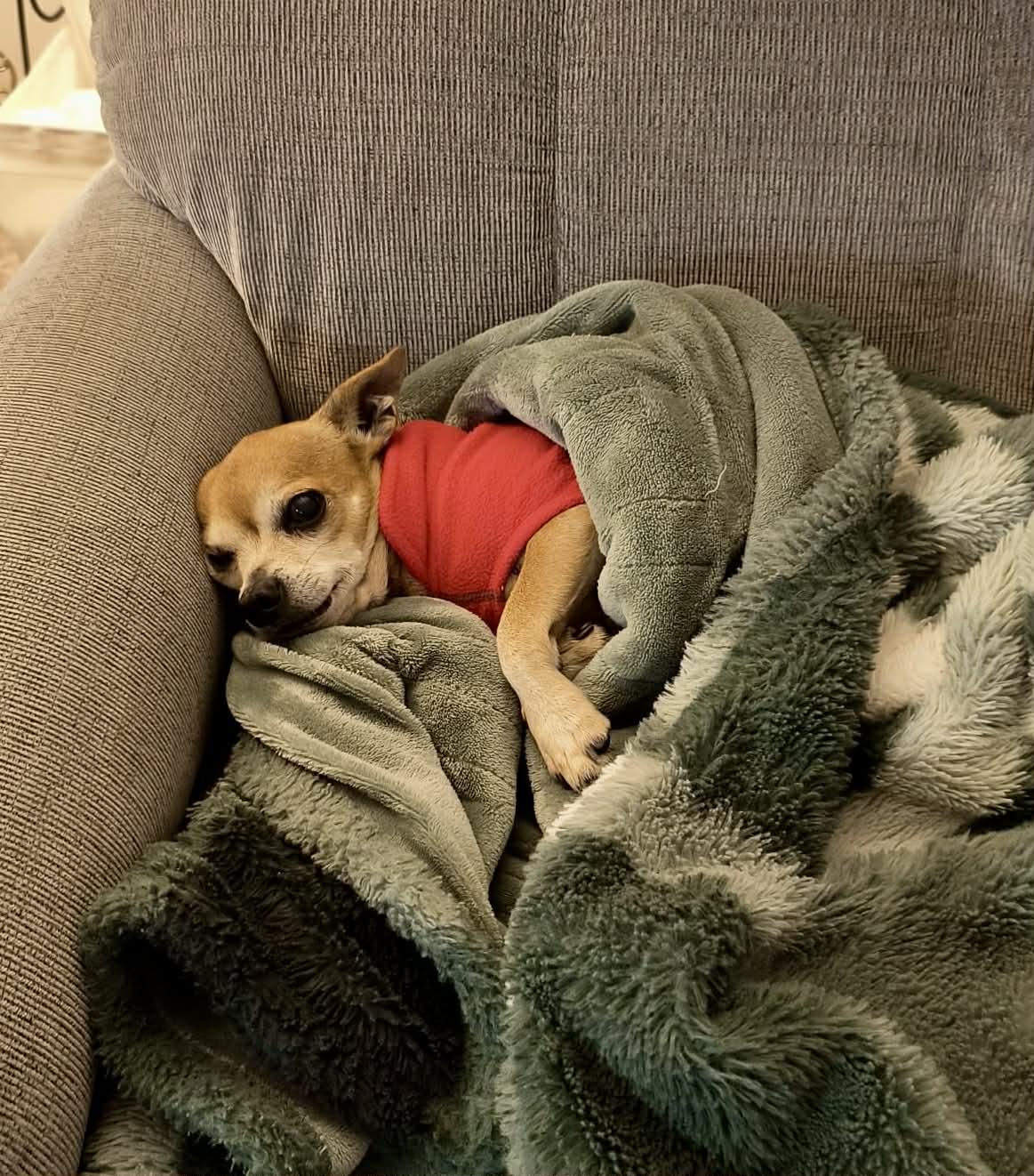 Enlarge Milo, a ADOPTABLE mixed breed in Edmonton, AB image 5/5