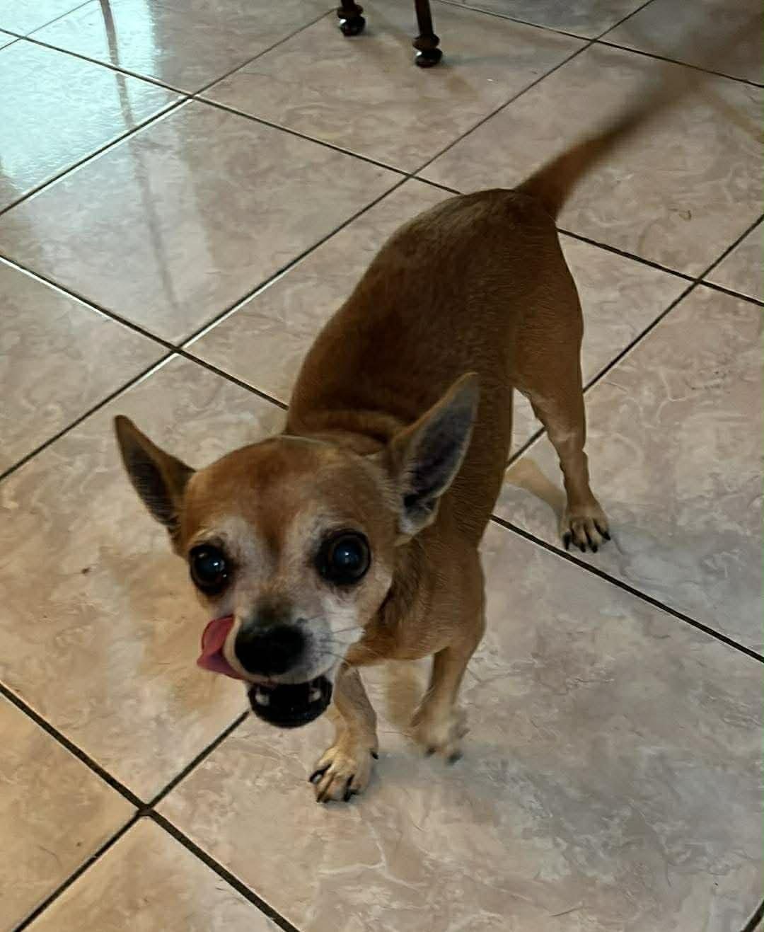 Enlarge Milo, a ADOPTABLE mixed breed in Edmonton, AB image 4/5